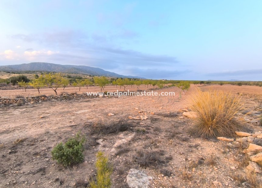 Revente - Parcelle -
Pinoso - Inland