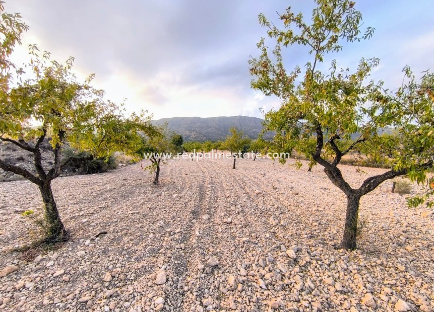 Revente - Parcelle -
Pinoso - Inland