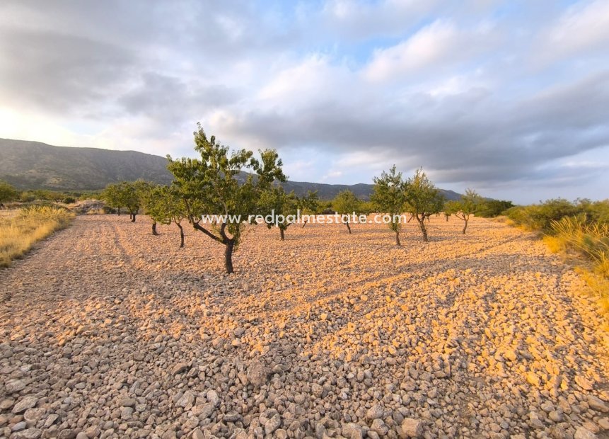 Revente - Parcelle -
Pinoso - Inland