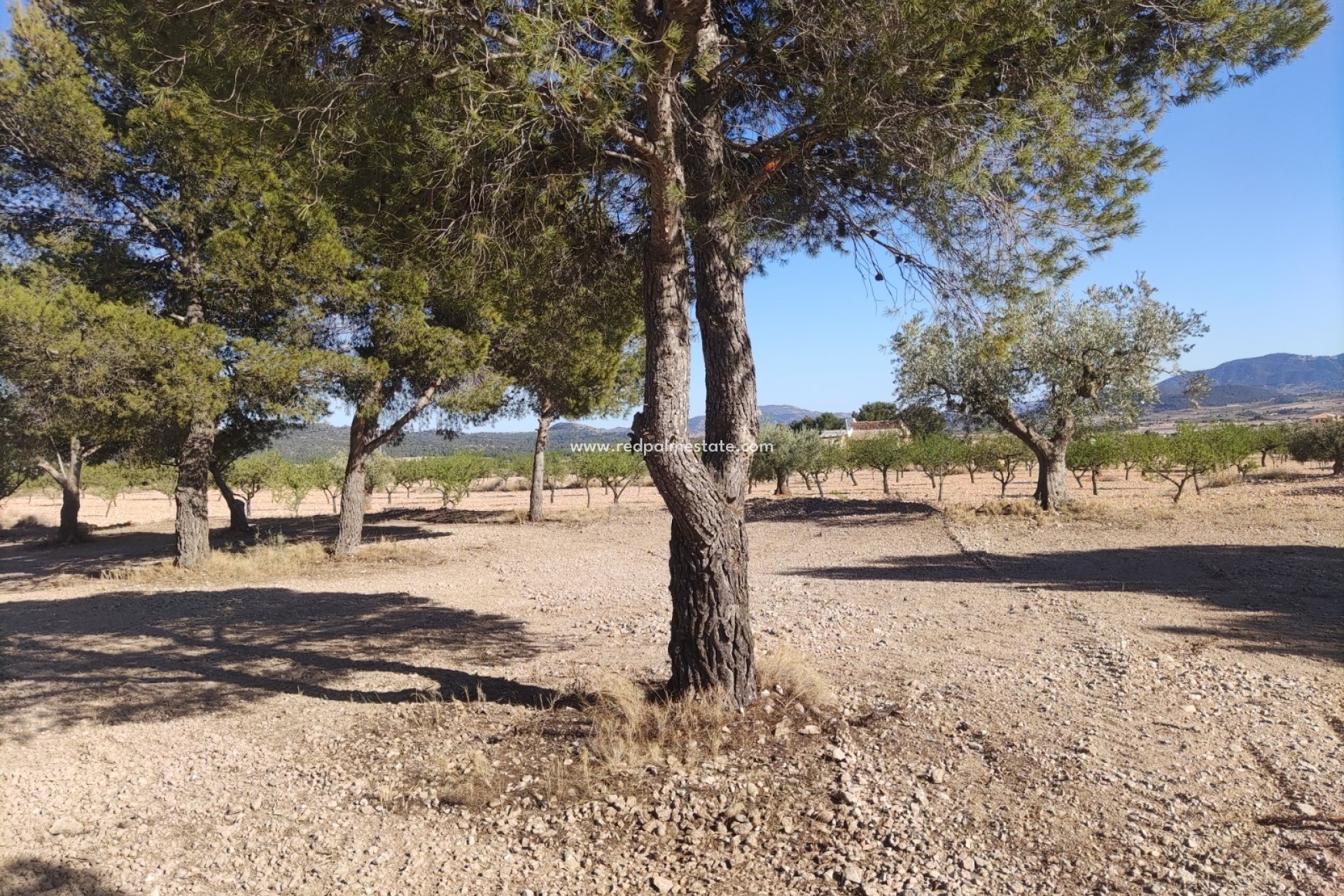 Revente - Parcelle -
Pinoso - Inland