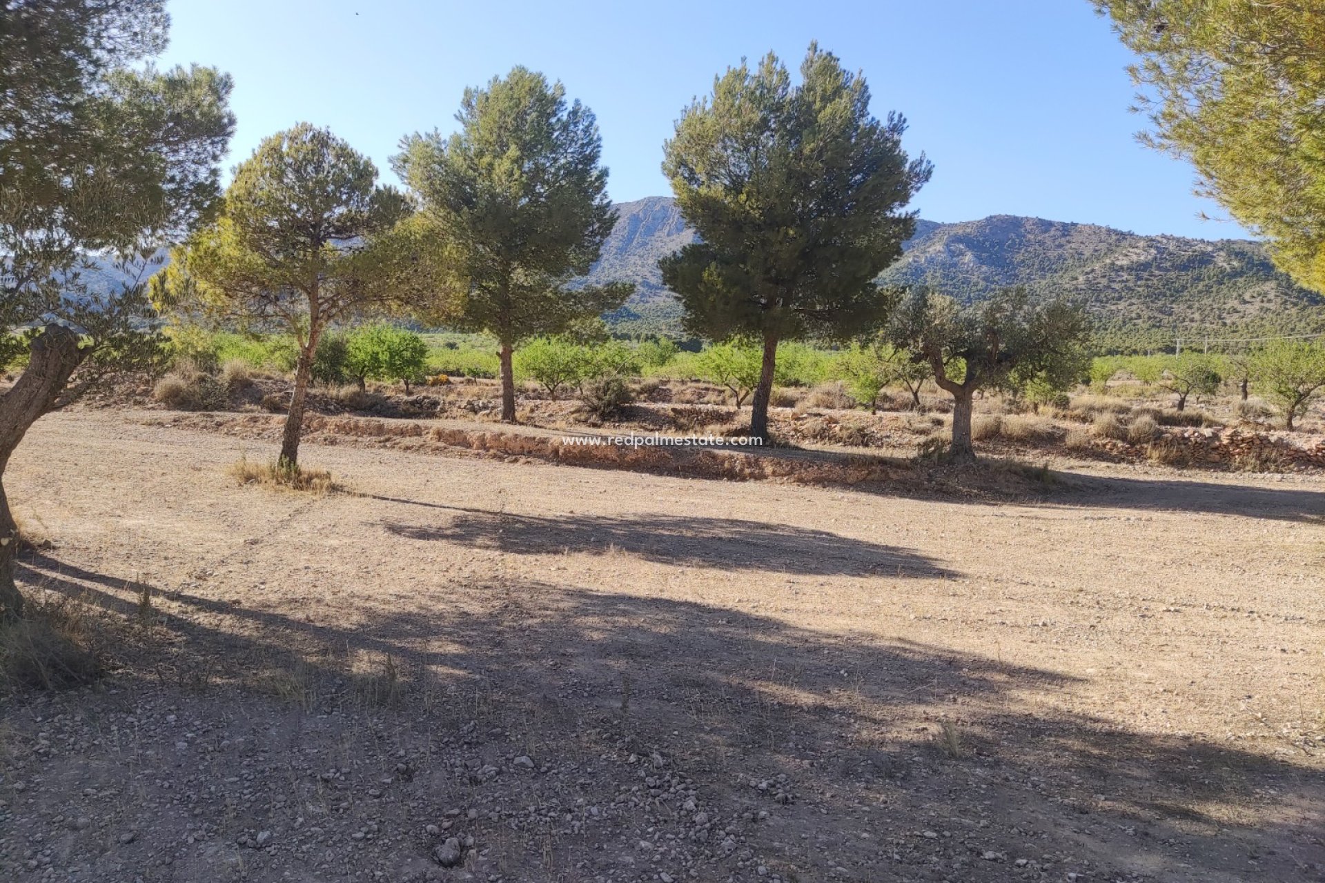 Revente - Parcelle -
Pinoso - Inland