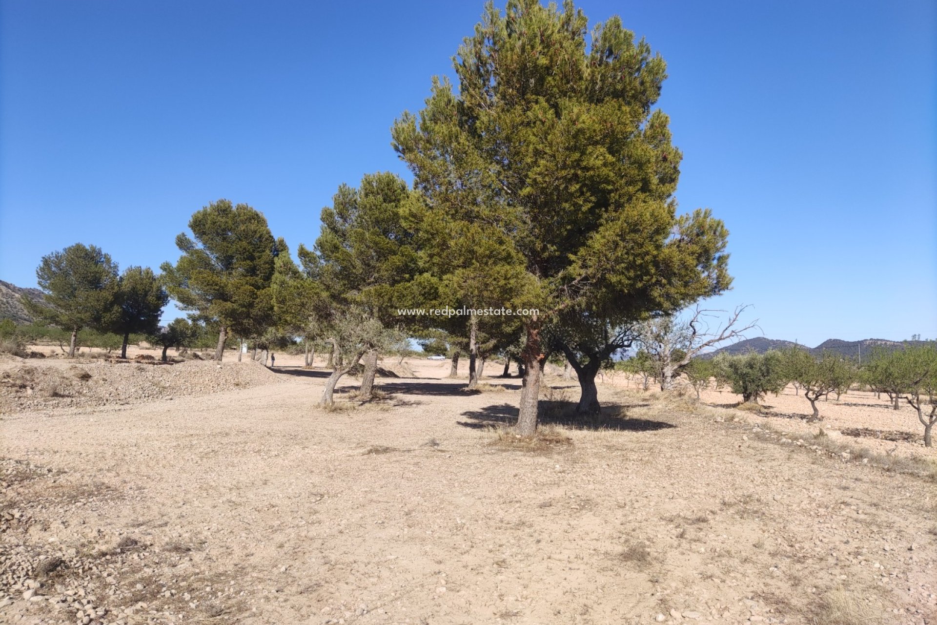 Revente - Parcelle -
Pinoso - Inland