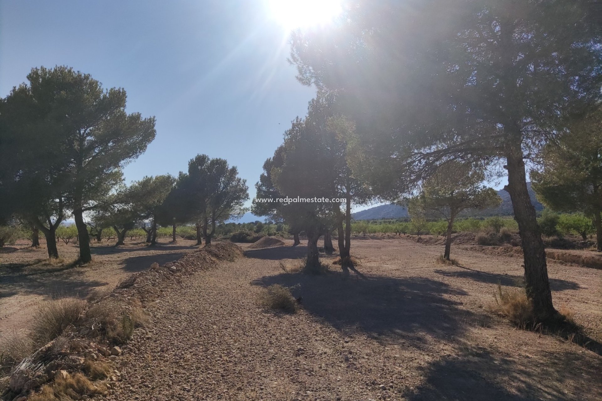 Revente - Parcelle -
Pinoso - Inland