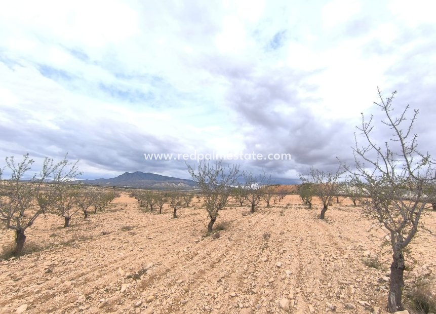 Revente - Parcelle -
Pinoso - Inland
