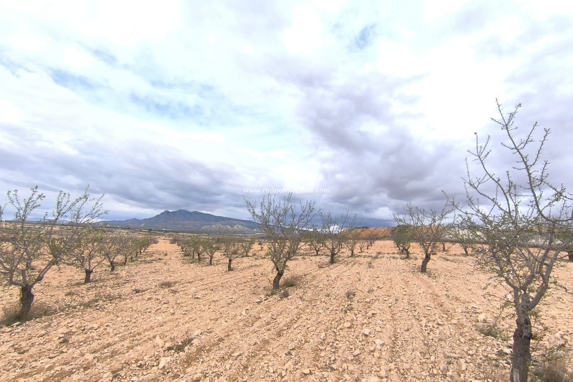Revente - Parcelle -
Pinoso - Inland