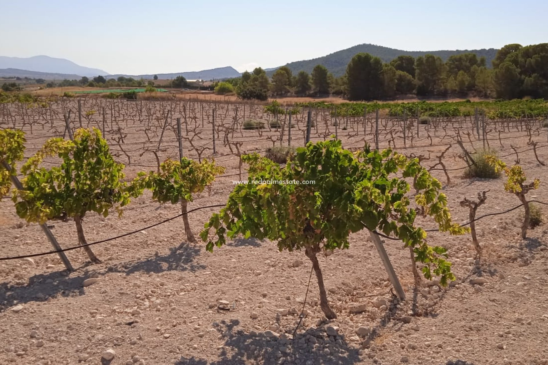 Revente - Parcelle -
Pinoso - Inland
