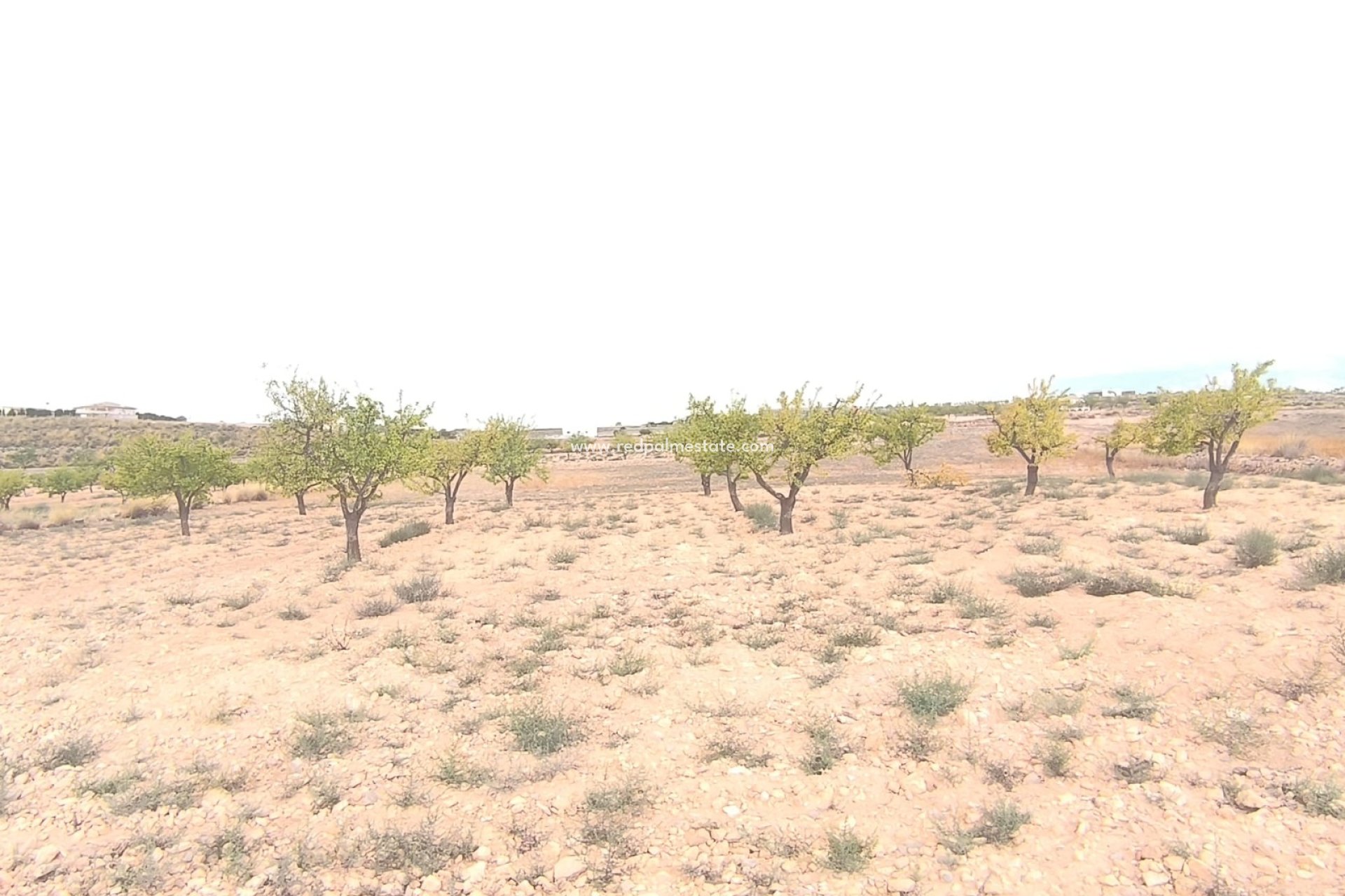 Revente - Parcelle -
Pinoso - Inland