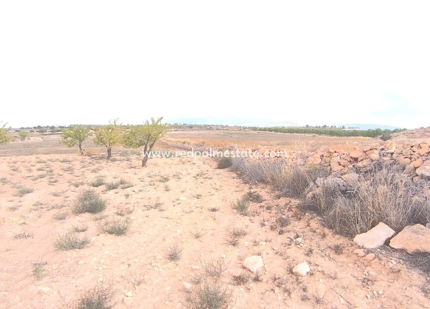 Revente - Parcelle -
Pinoso - Inland