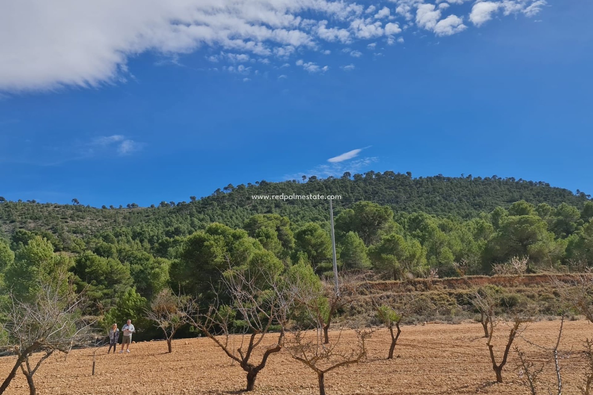 Revente - Parcelle -
Pinoso - Inland