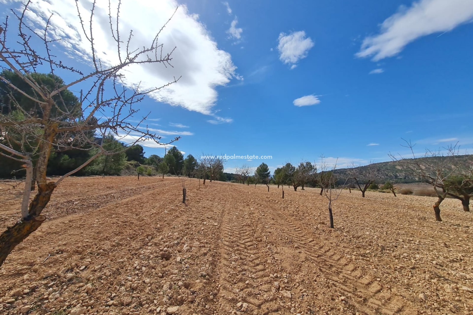 Revente - Parcelle -
Pinoso - Inland