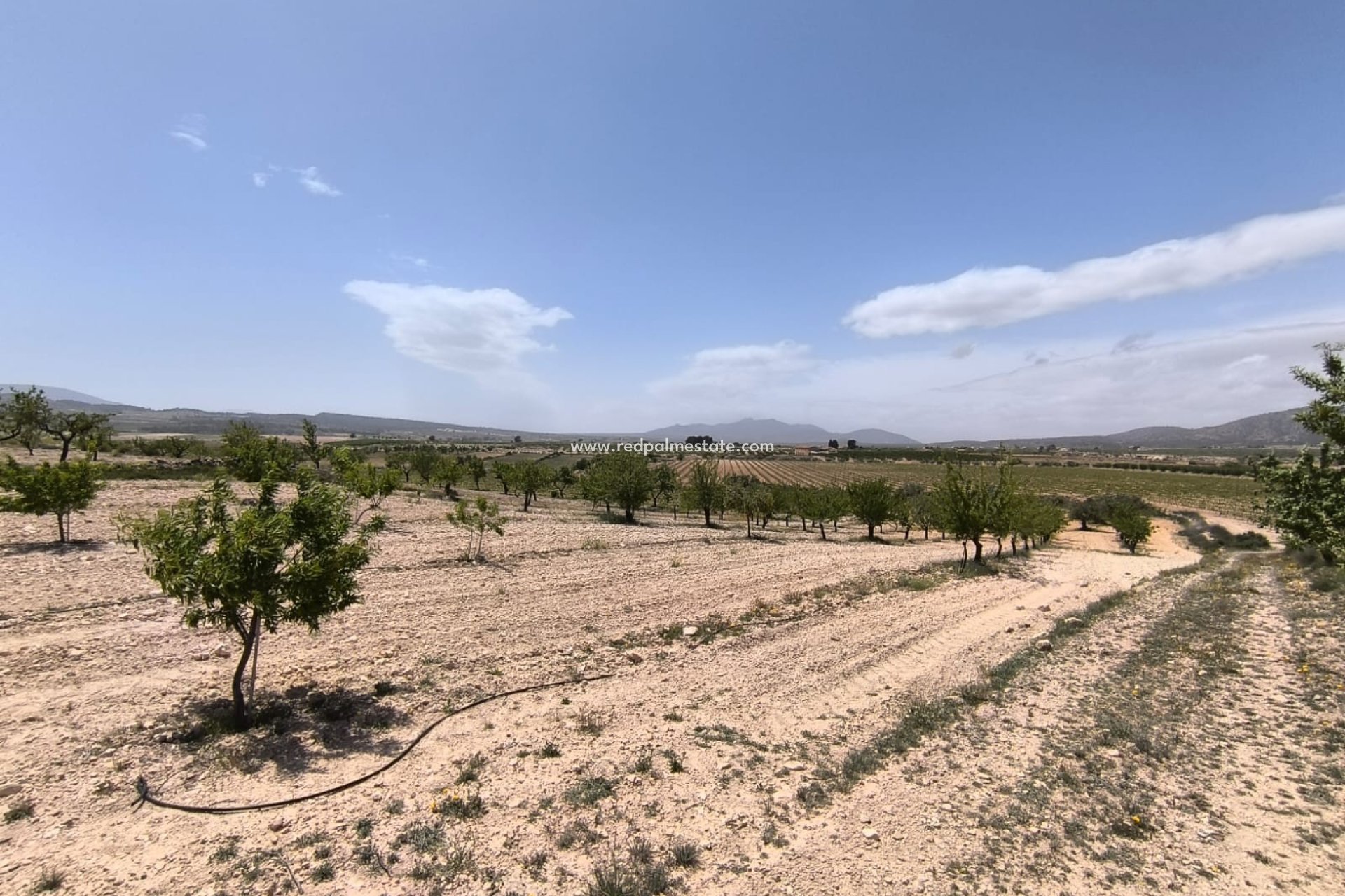 Revente - Parcelle -
Pinoso - Inland