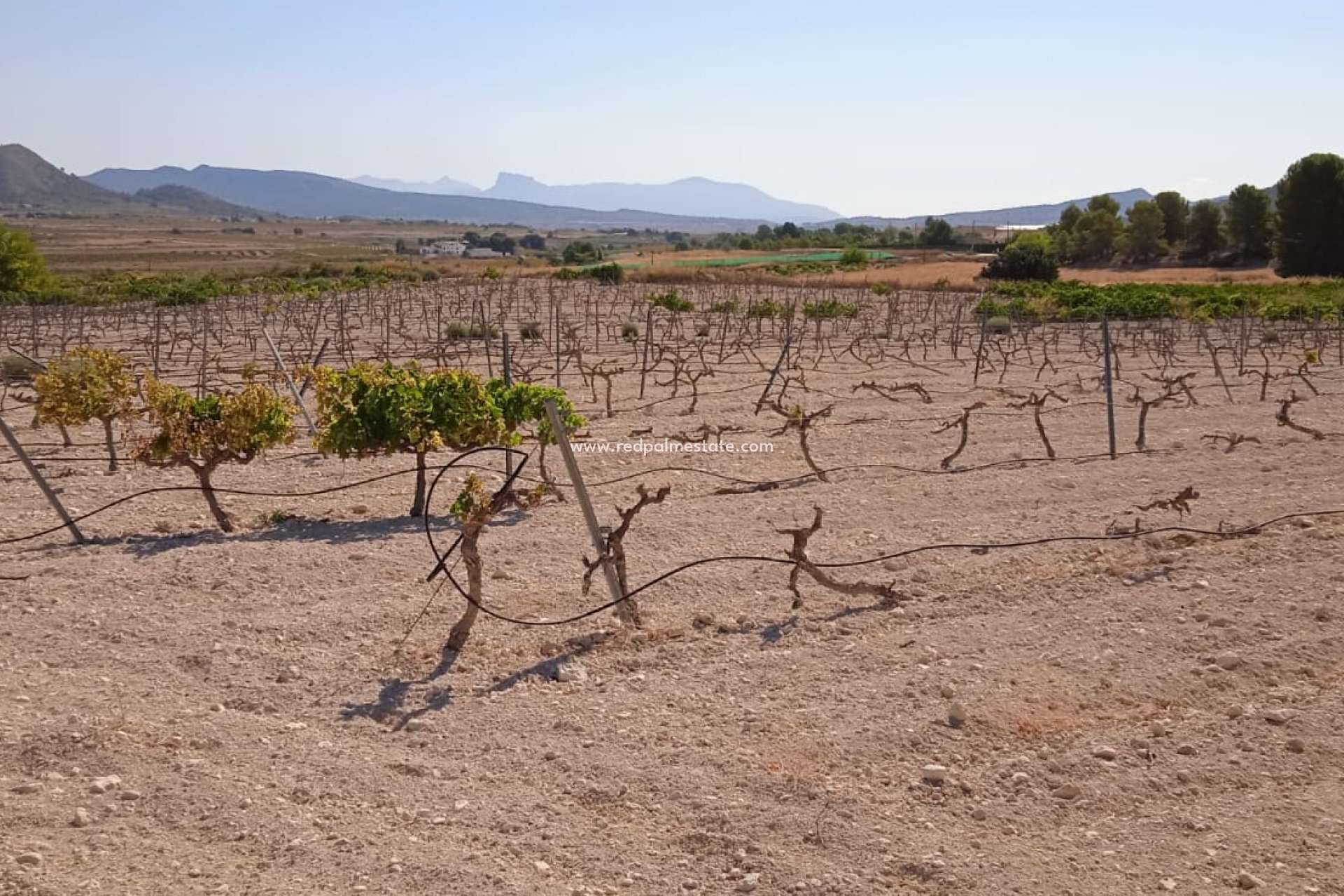 Revente - Parcelle -
Pinoso - Inland