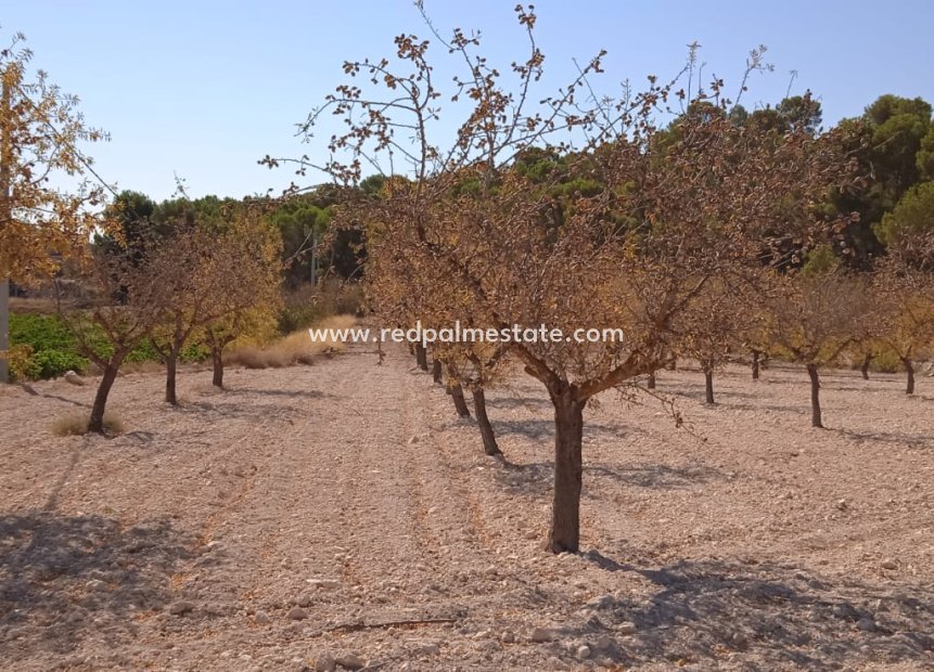 Revente - Parcelle -
Pinoso - Inland