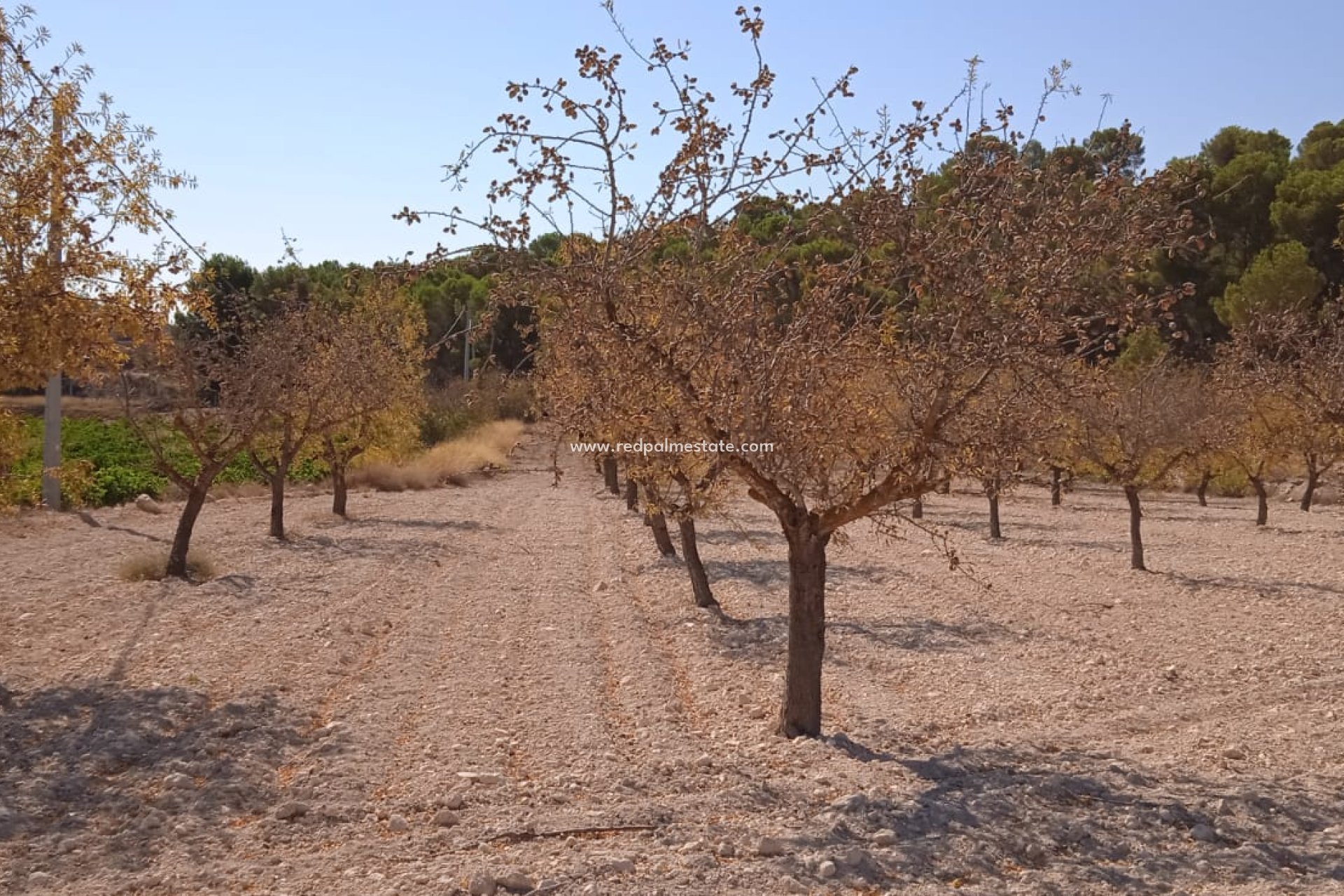 Revente - Parcelle -
Pinoso - Inland