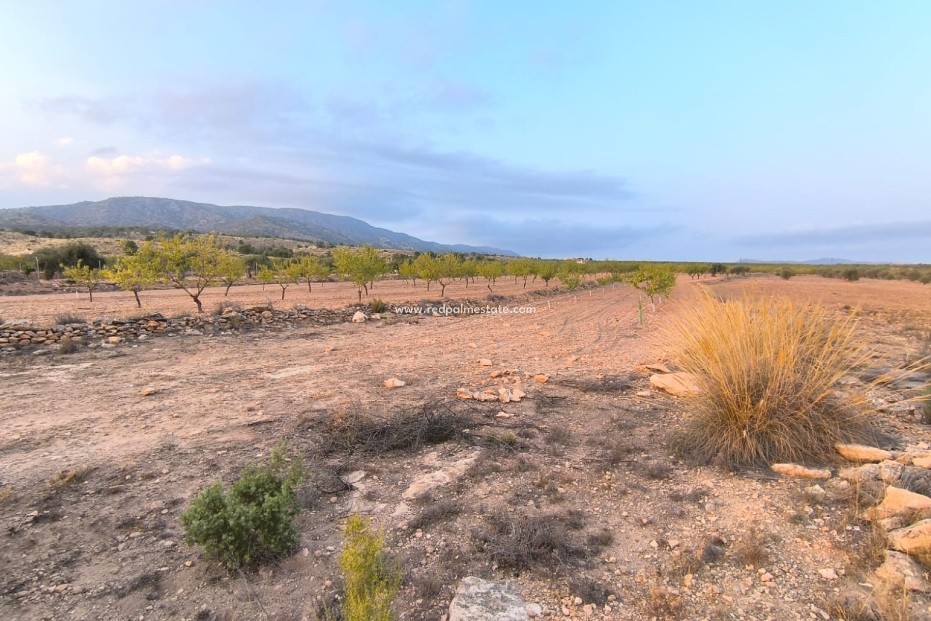 Revente - Parcelle -
Pinoso - Inland