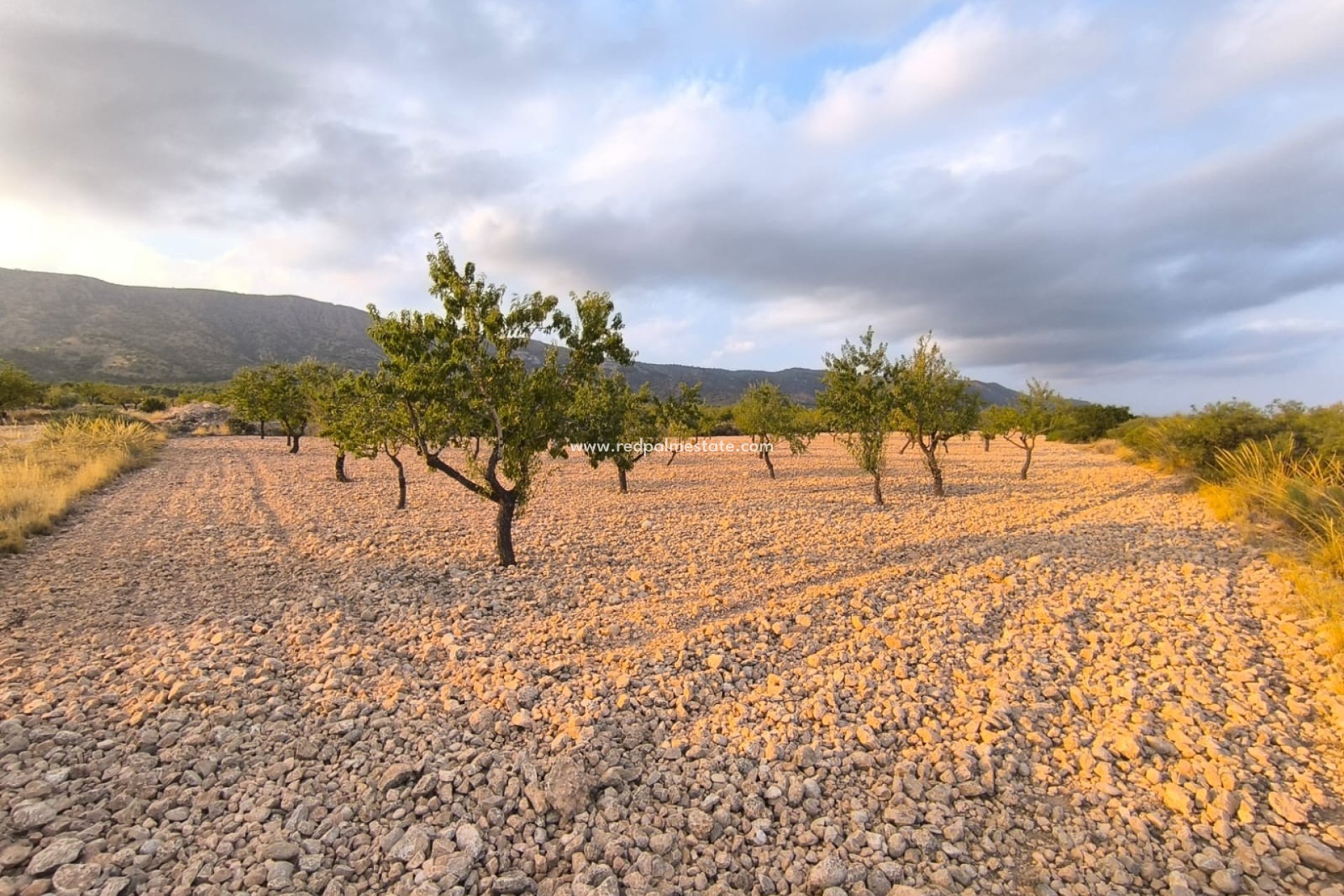 Revente - Parcelle -
Pinoso - Inland