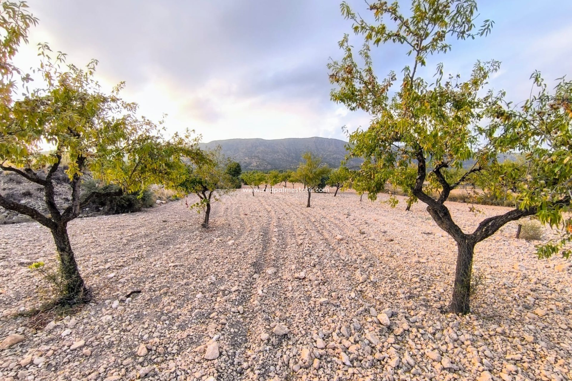 Revente - Parcelle -
Pinoso - Inland