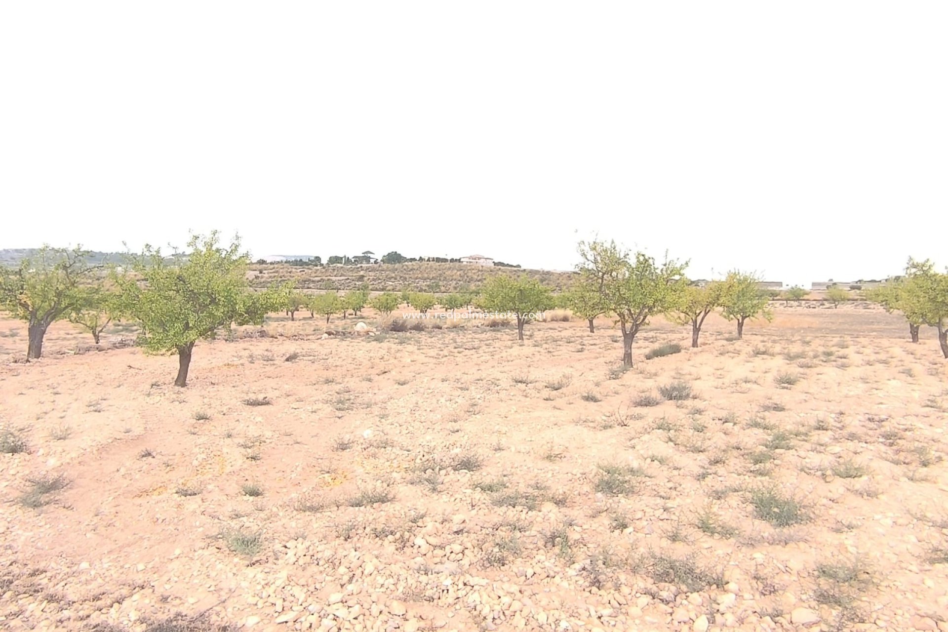 Revente - Parcelle -
Pinoso - Inland