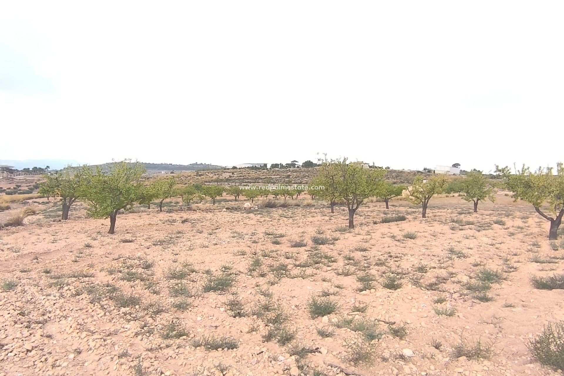 Revente - Parcelle -
Pinoso - Inland