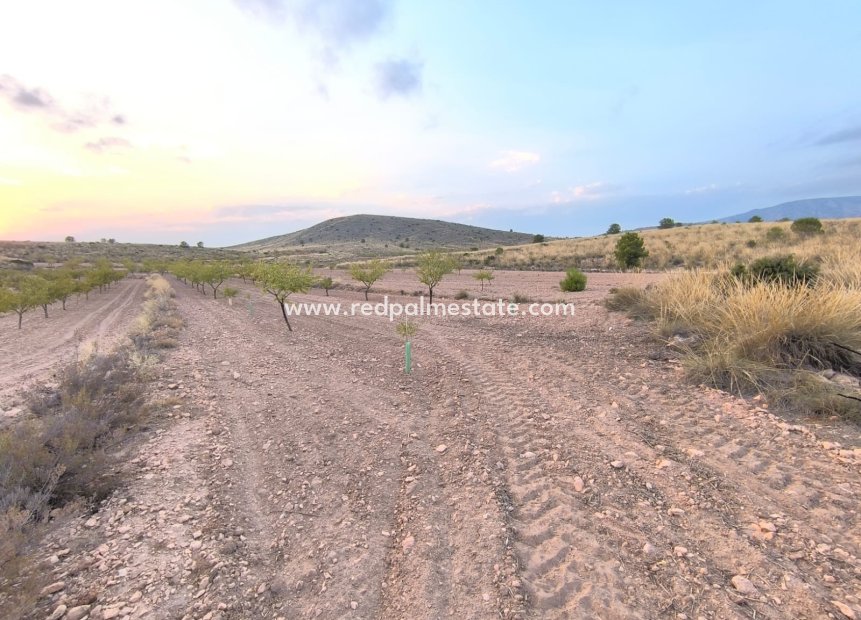 Revente - Parcelle -
Pinoso - Inland