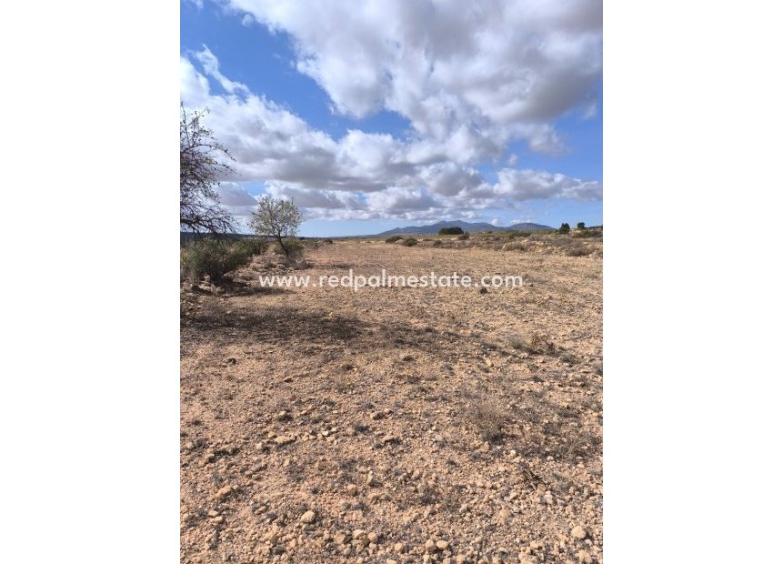 Revente - Parcelle -
Pinoso - Inland