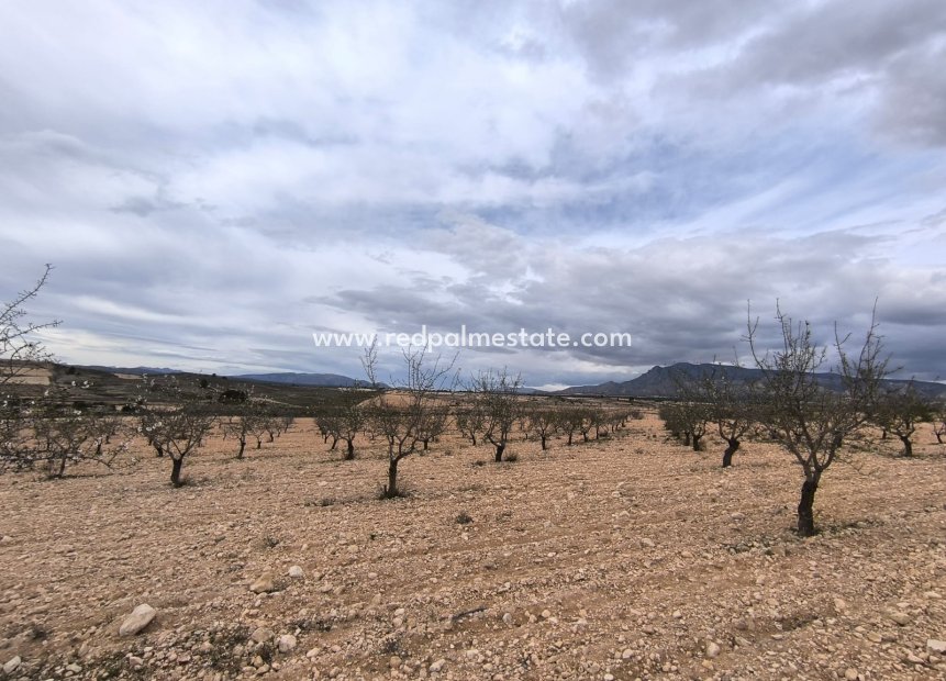 Revente - Parcelle -
Pinoso - Inland