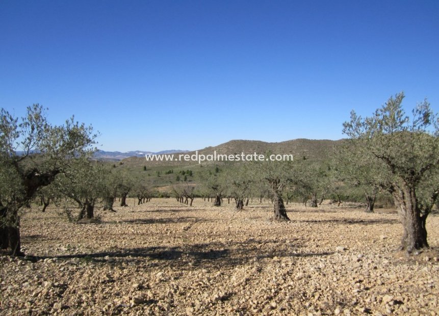 Revente - Parcelle -
Villena - Inland
