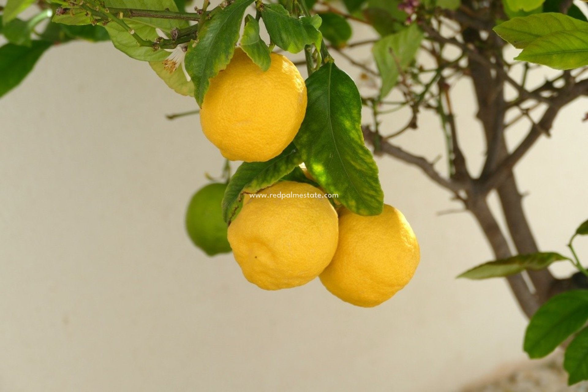 Revente - Villa -
Benijofar