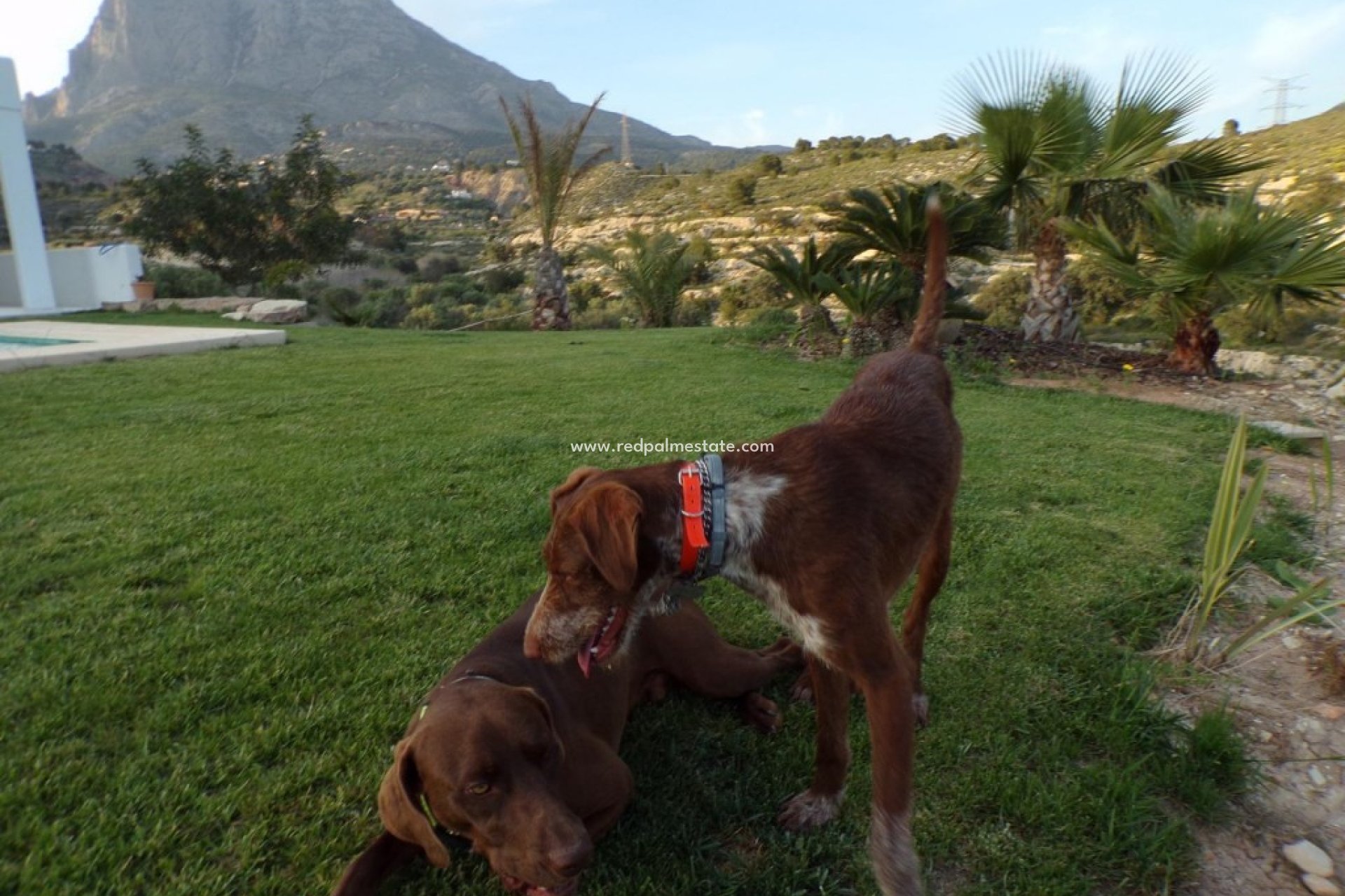 Revente - Villa -
Finestrat - Costa Blanca