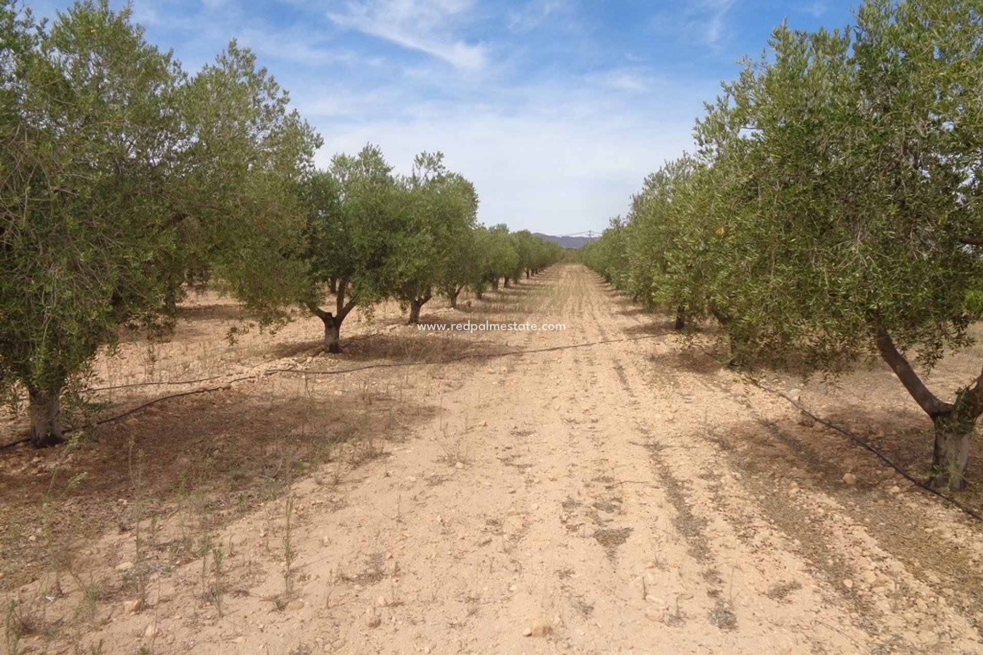 Revente - Villa Individuelle -
Pinoso