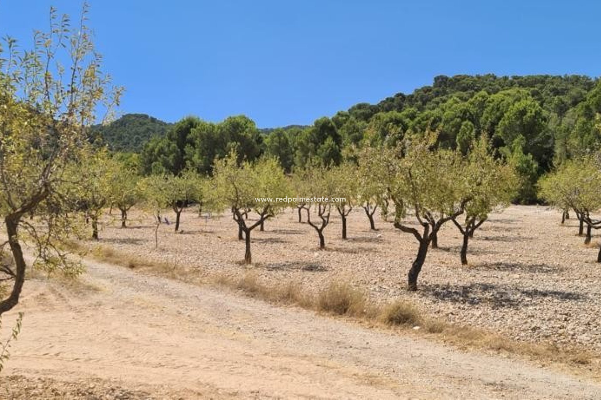 Revente - Villa -
La Zarza