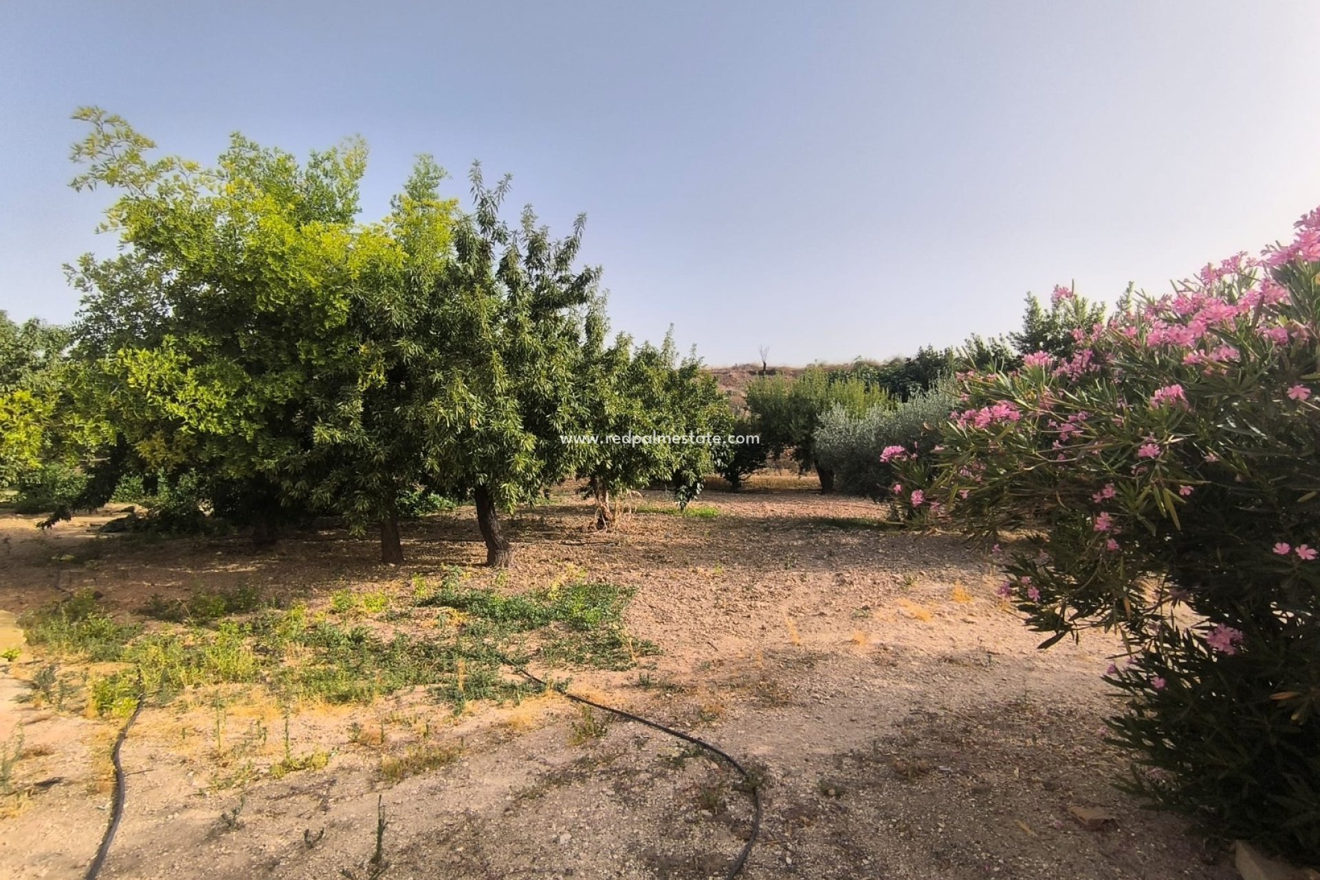 Revente - Villa -
Pinoso - Inland