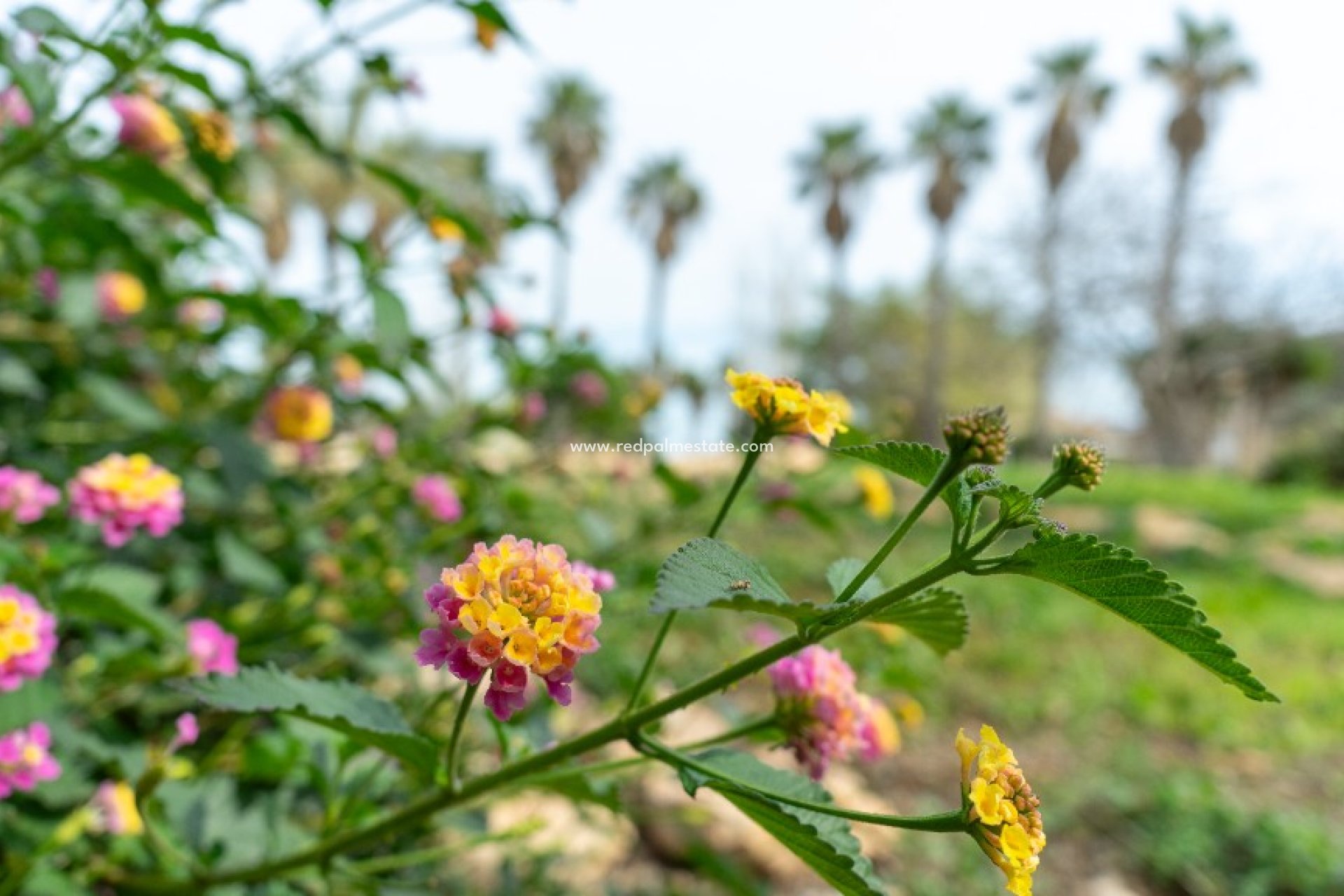 Revente - Villa -
Torrevieja - Los Altos