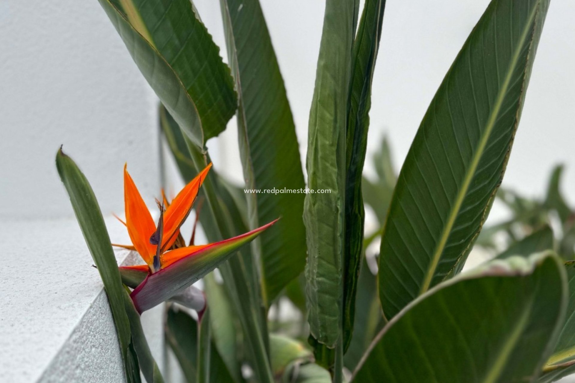 Revente - Villa -
Torrevieja - Los balcones