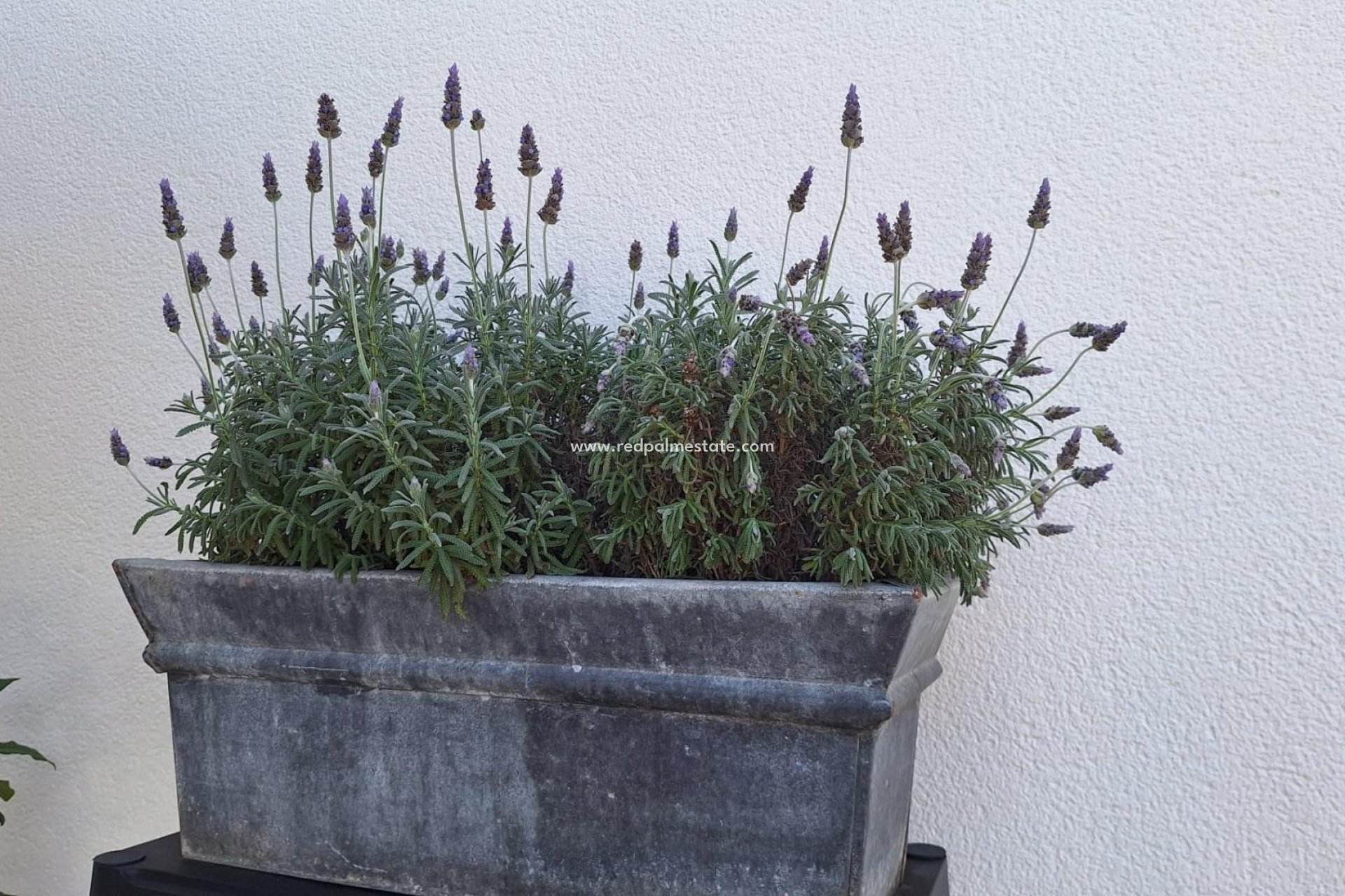 Revente - Villa -
Torrevieja - Los balcones