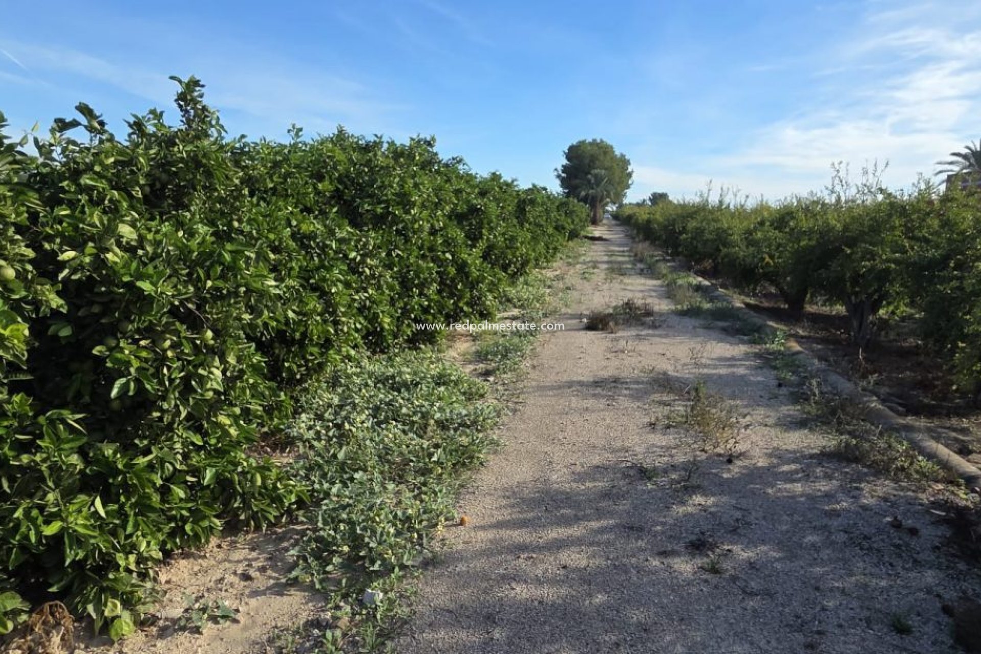 Videresalg - Finca / Landeiendom -
Albatera - Inland