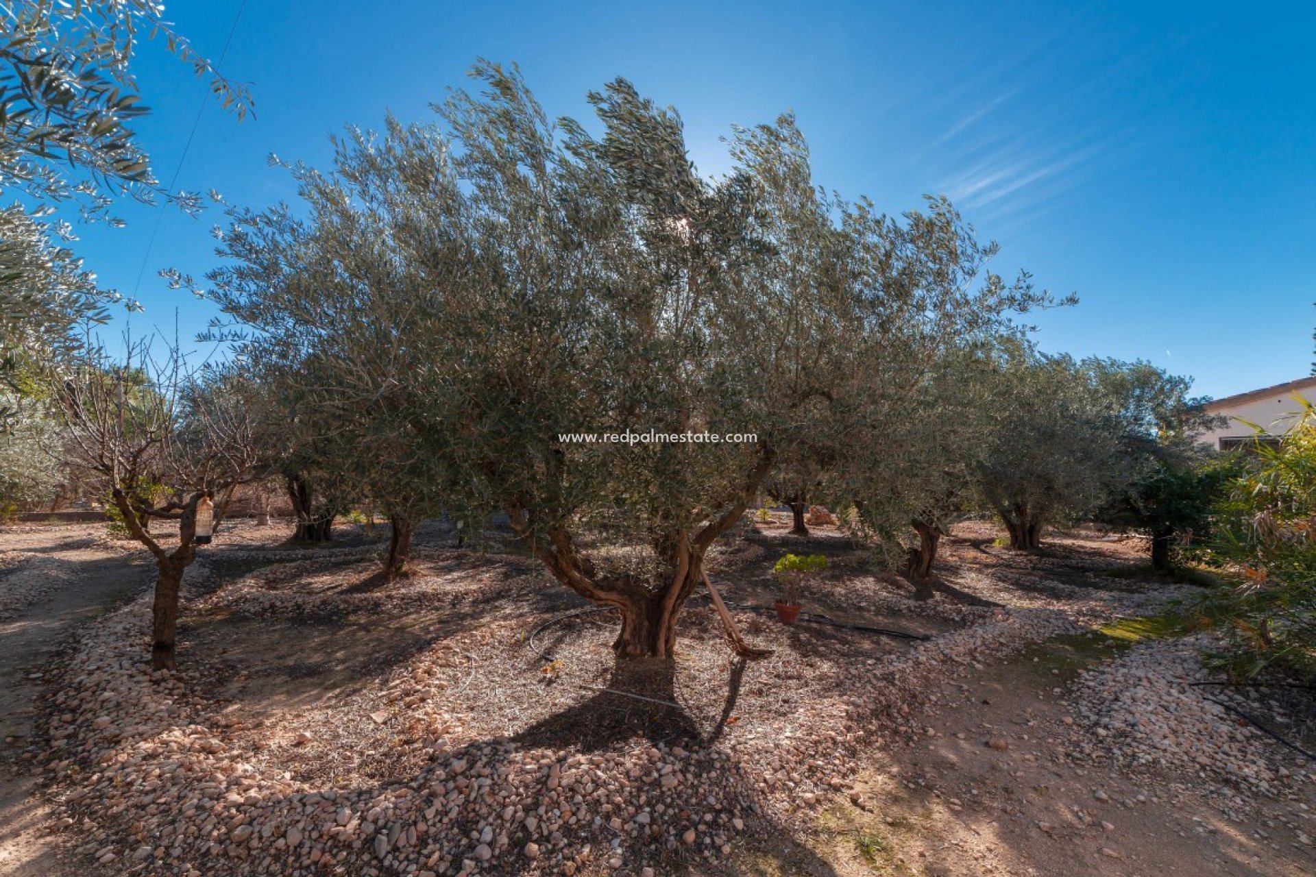 Videresalg - Finca / Landeiendom -
Albatera