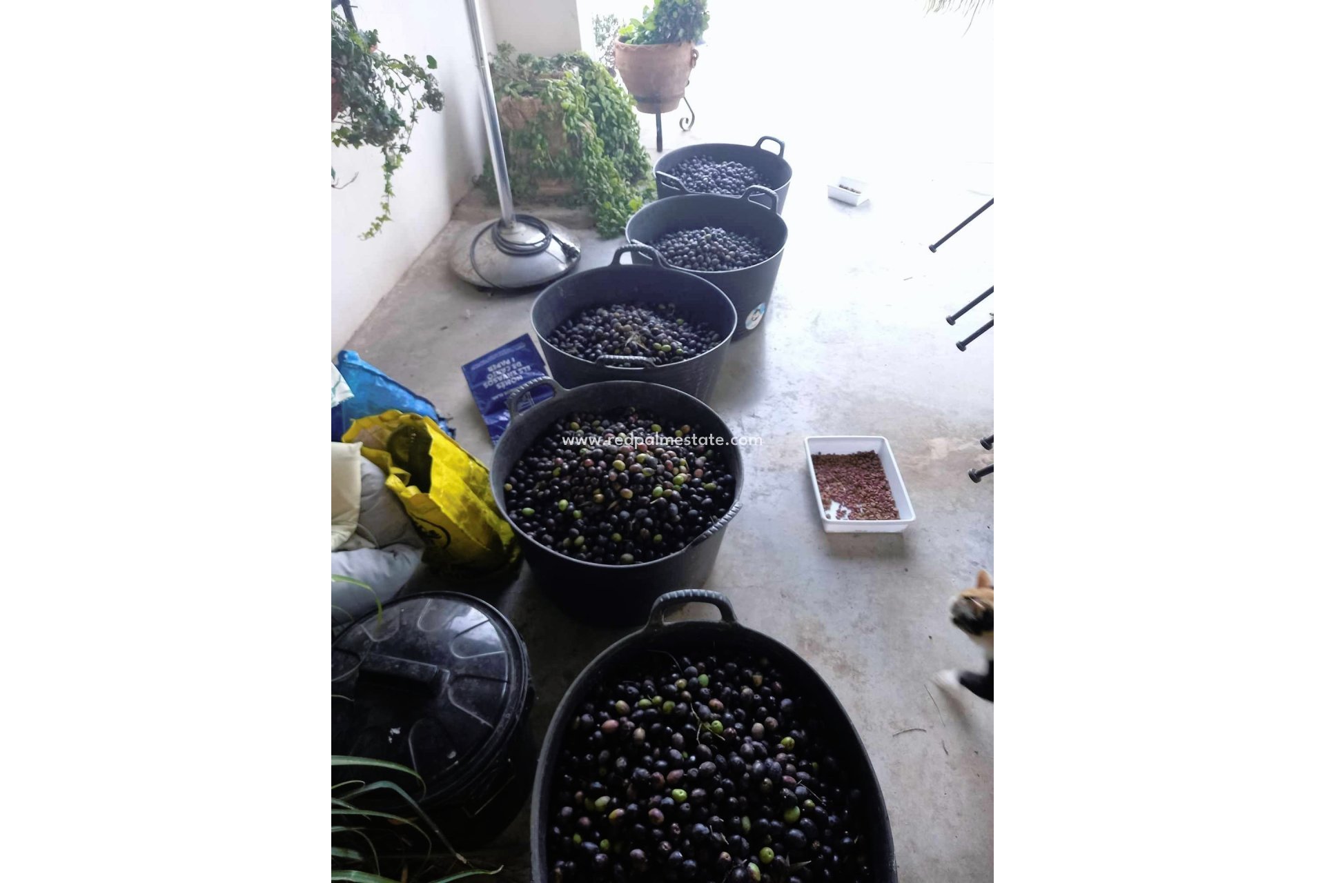 Videresalg - Finca / Landeiendom -
Dolores