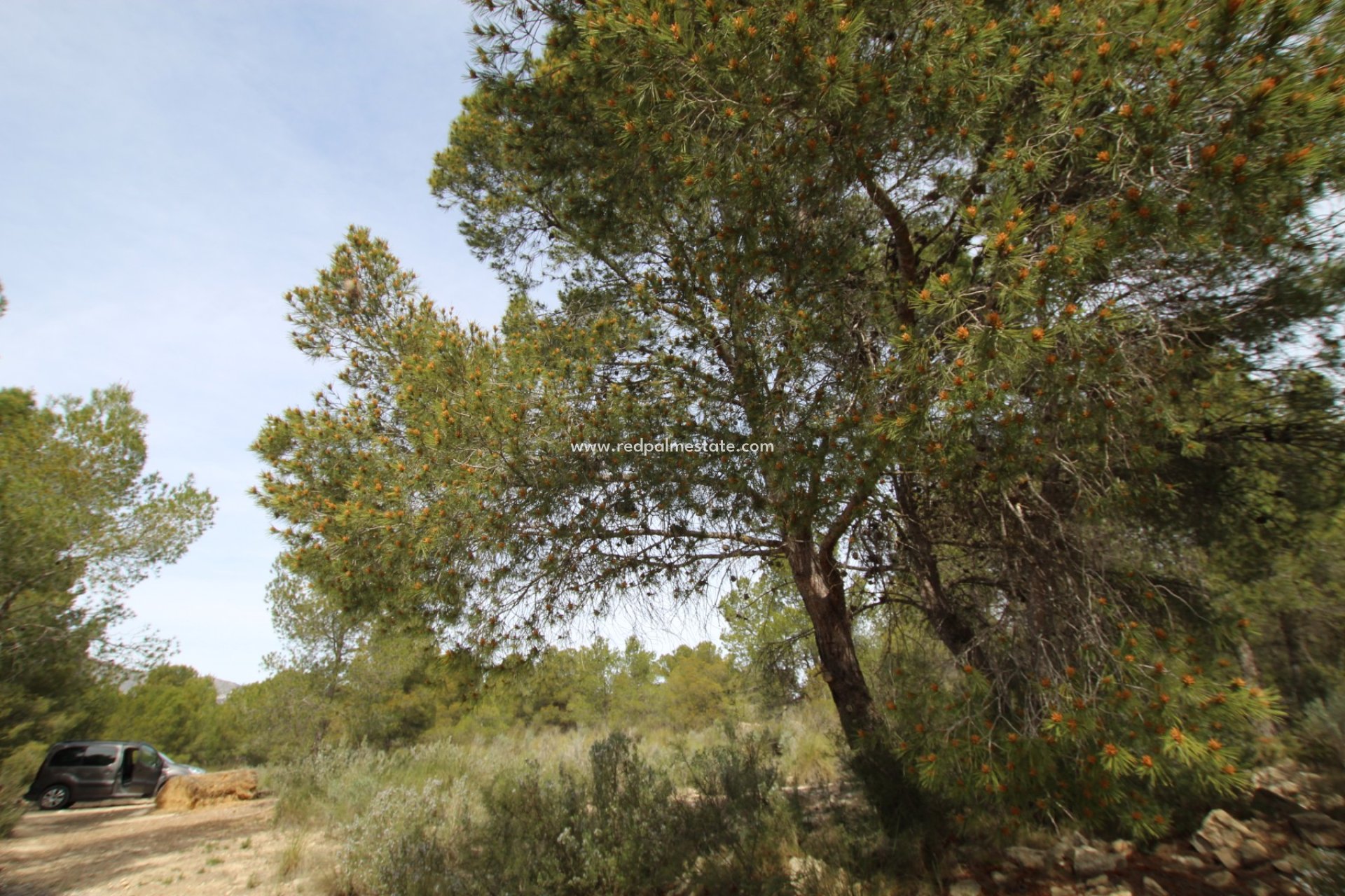 Videresalg - Finca / Landeiendom -
Monóvar/Monóver - Inland