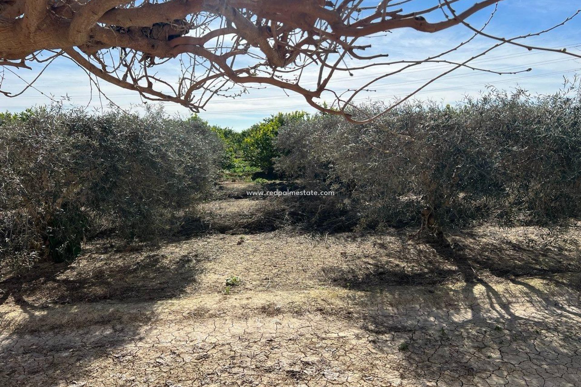 Videresalg - Finca / Landeiendom -
Montesinos - Los Montesinos