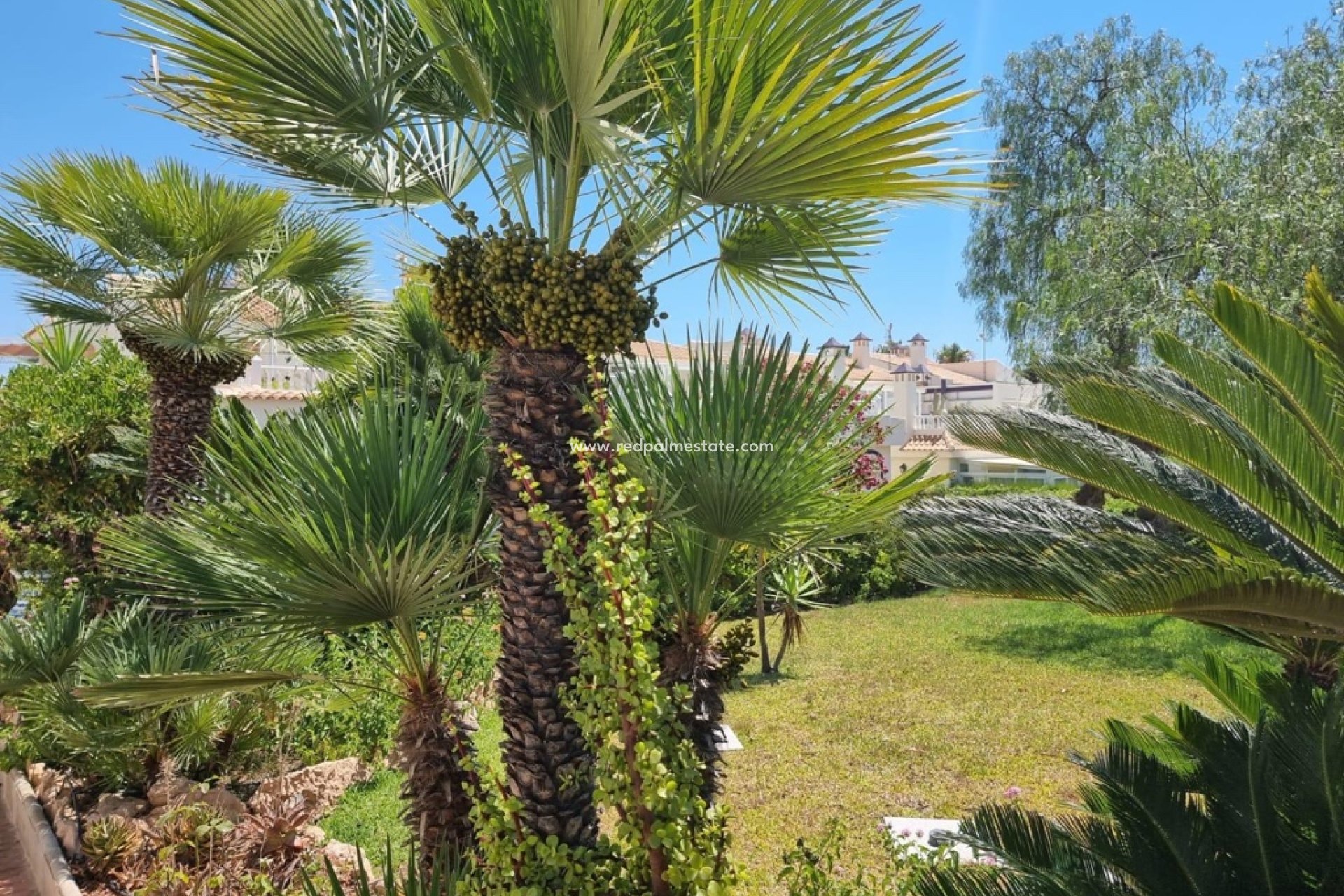 Videresalg - Leiligheter -
Torrevieja - Los balcones