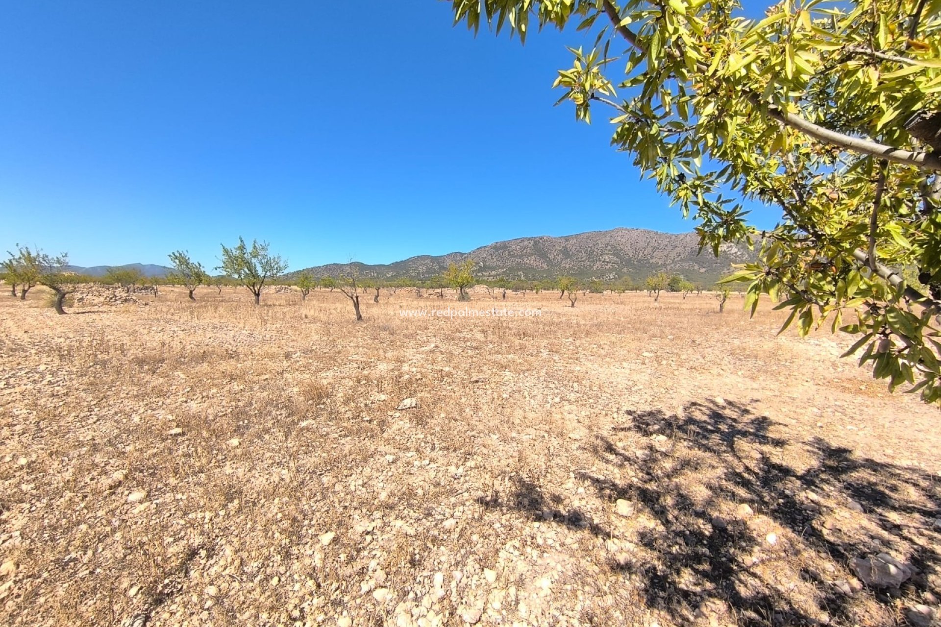 Videresalg - Plott -
Monóvar/Monóver - Inland