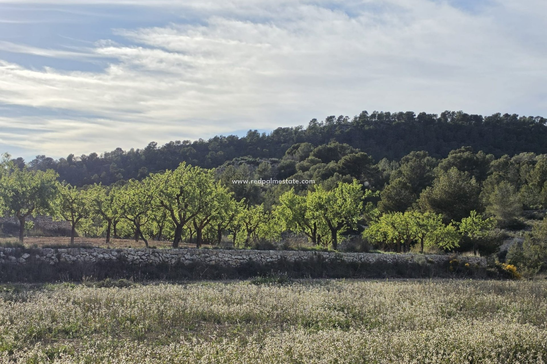 Videresalg - Plott -
Monóvar/Monóver - Inland
