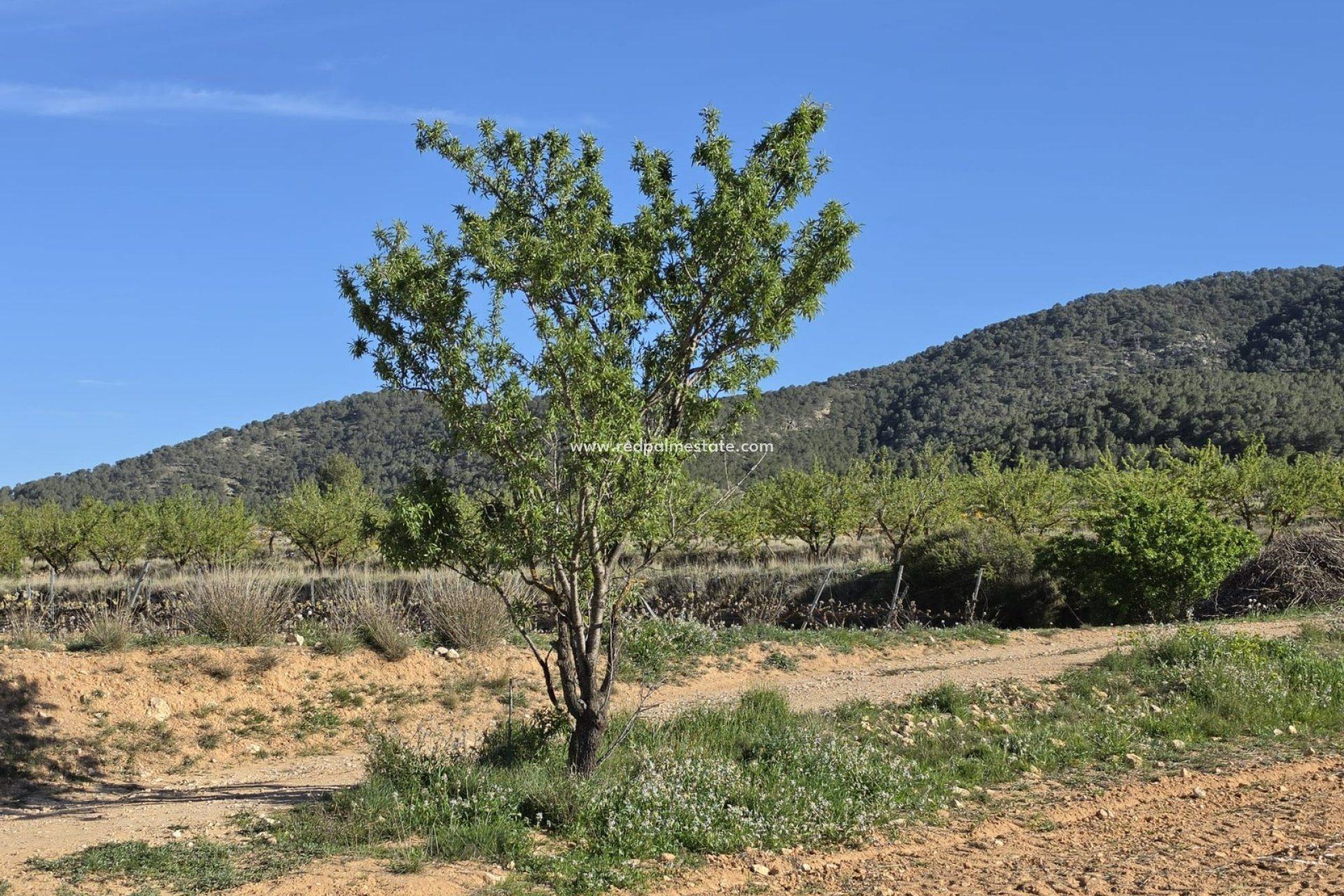 Videresalg - Plott -
Monóvar/Monóver - Inland