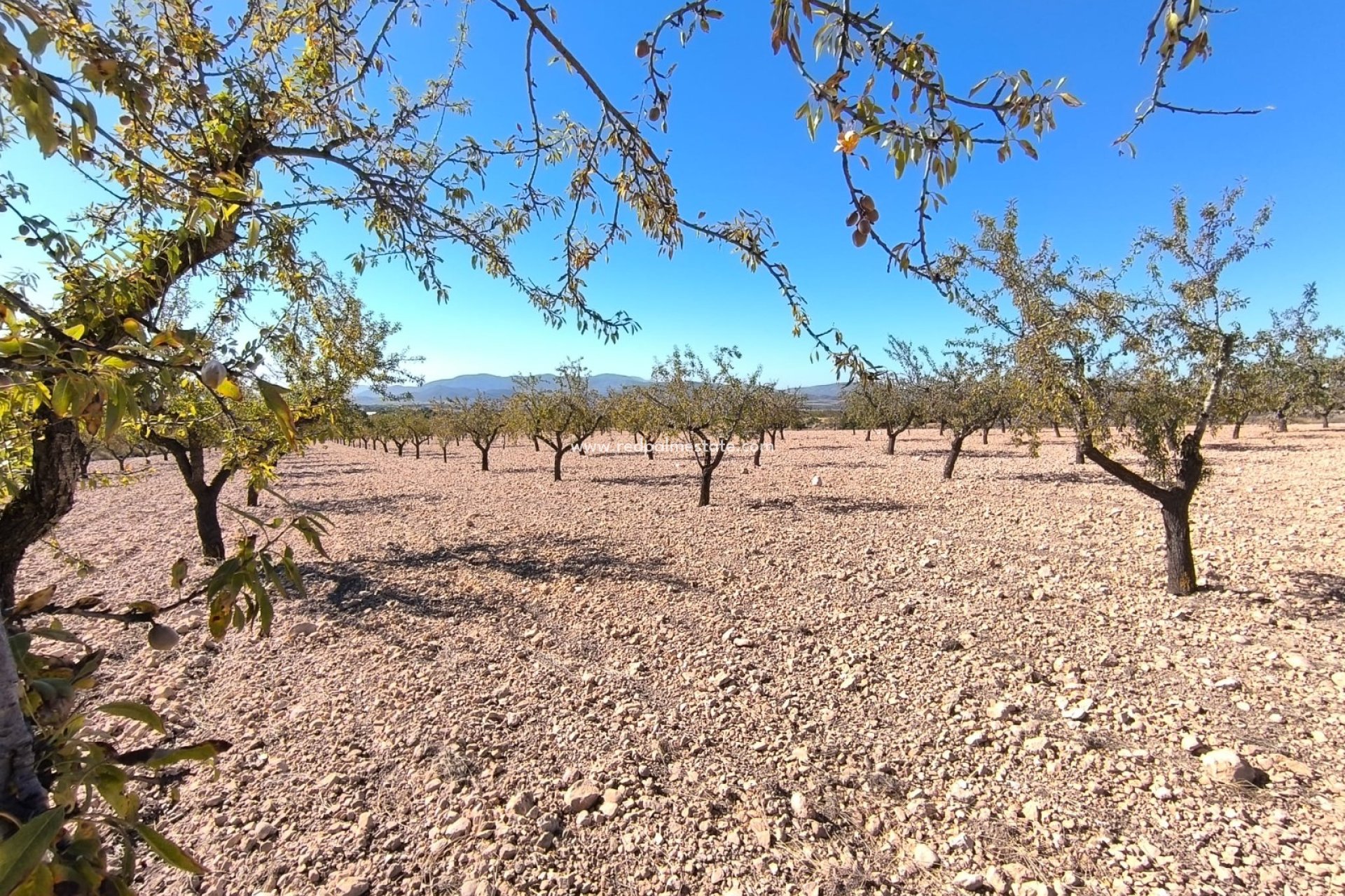 Videresalg - Plott -
Monóvar/Monóver - Inland