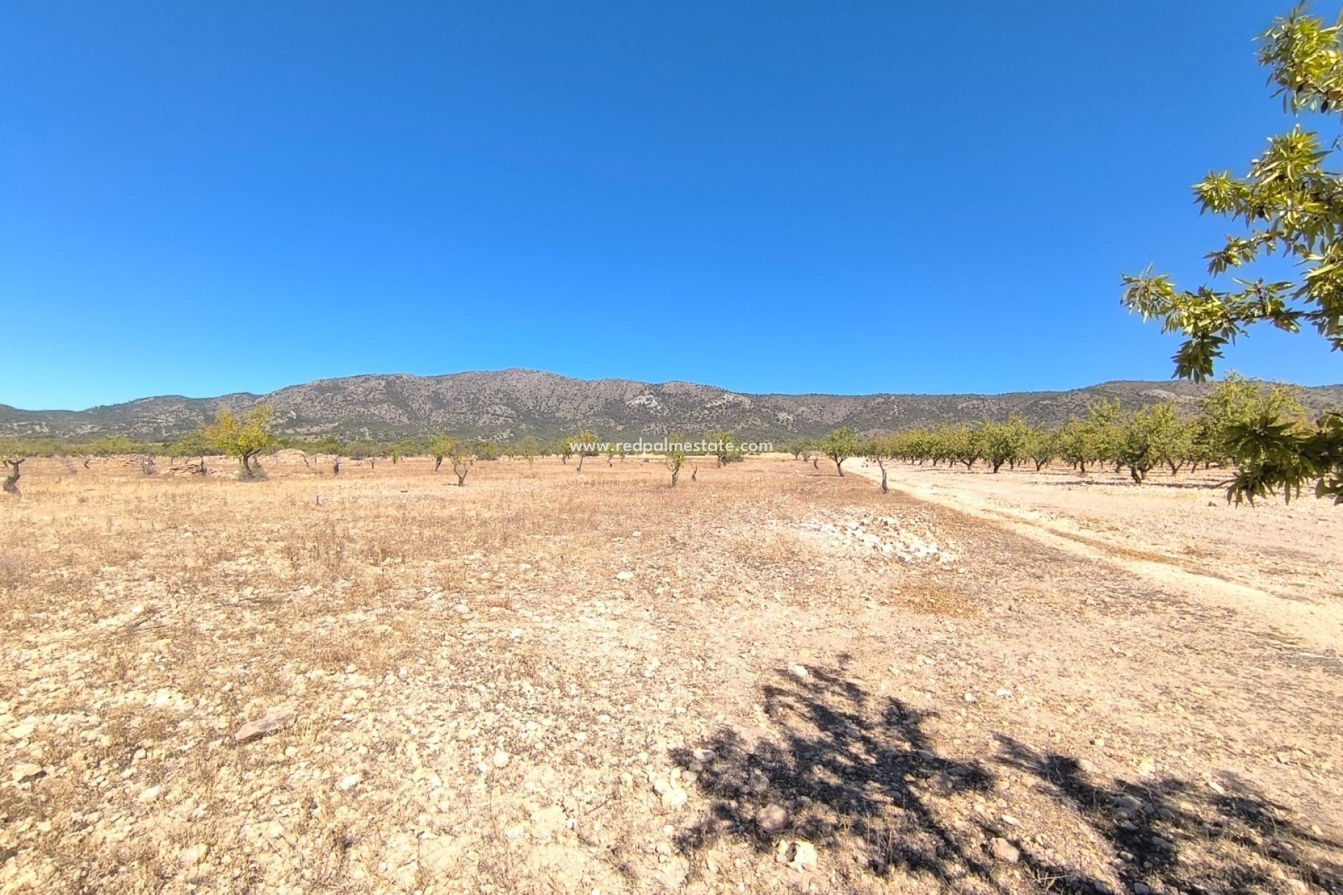 Videresalg - Plott -
Monóvar/Monóver - Inland