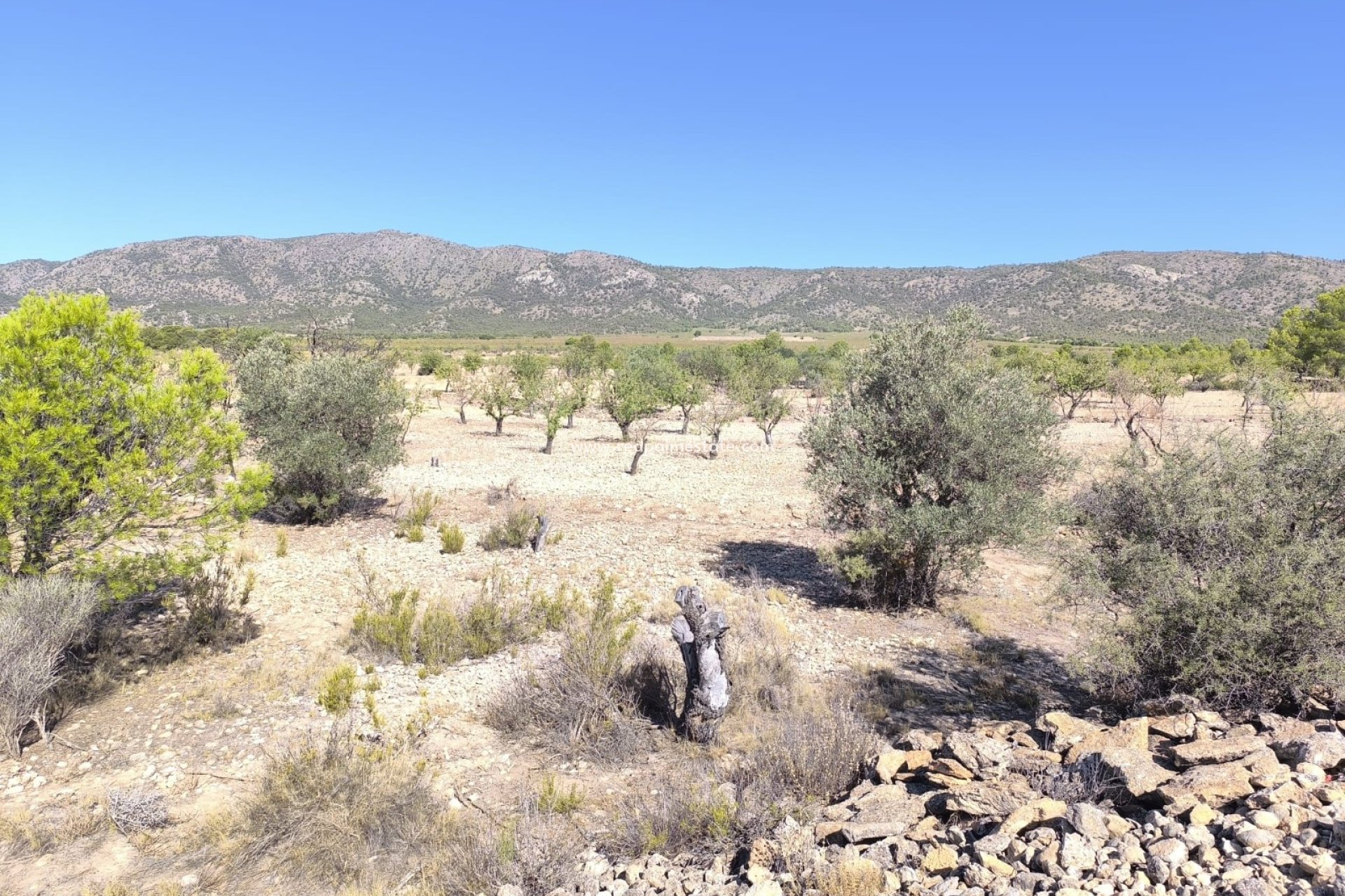 Videresalg - Plott -
Monóvar/Monóver - Inland