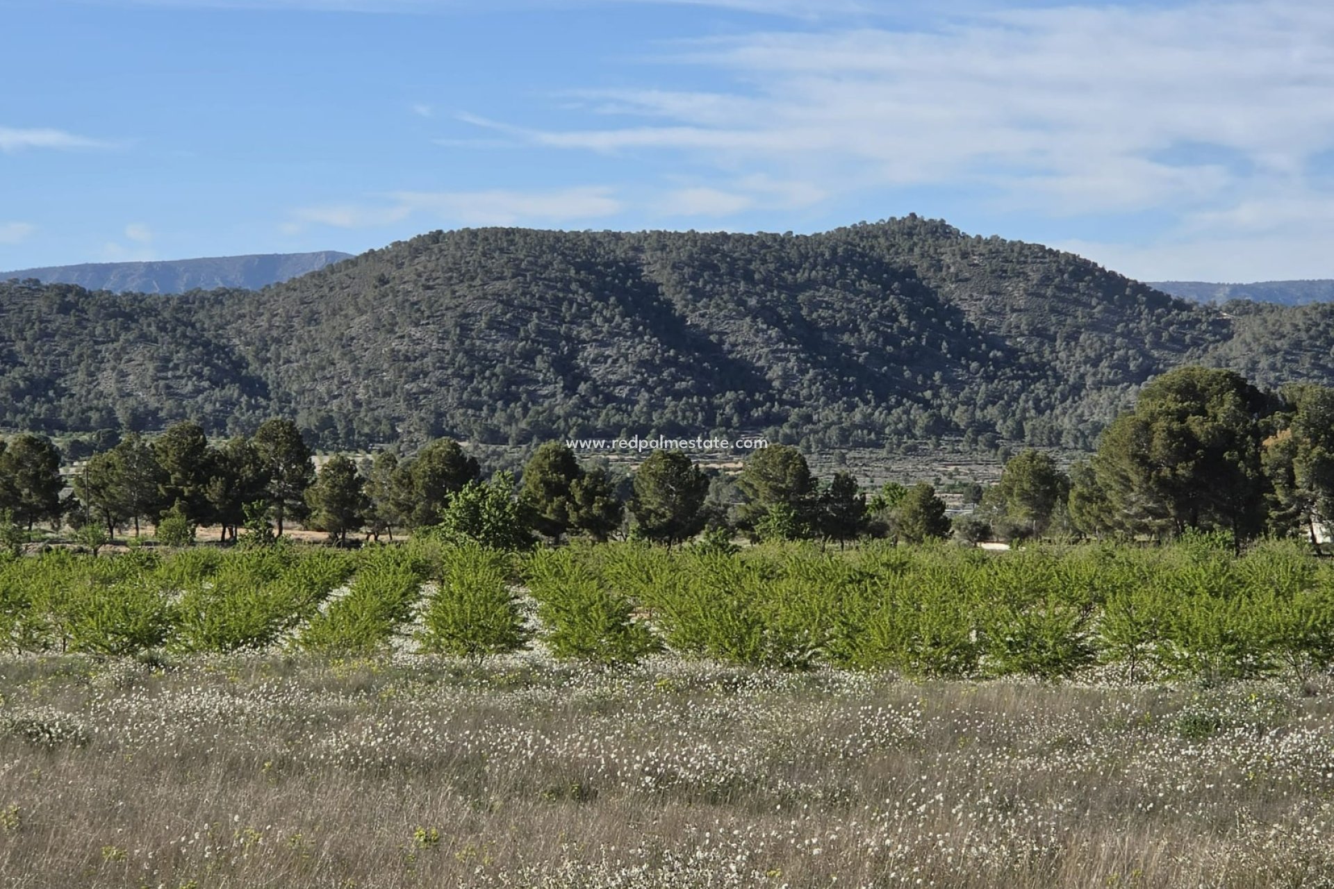 Videresalg - Plott -
Monóvar/Monóver - Inland