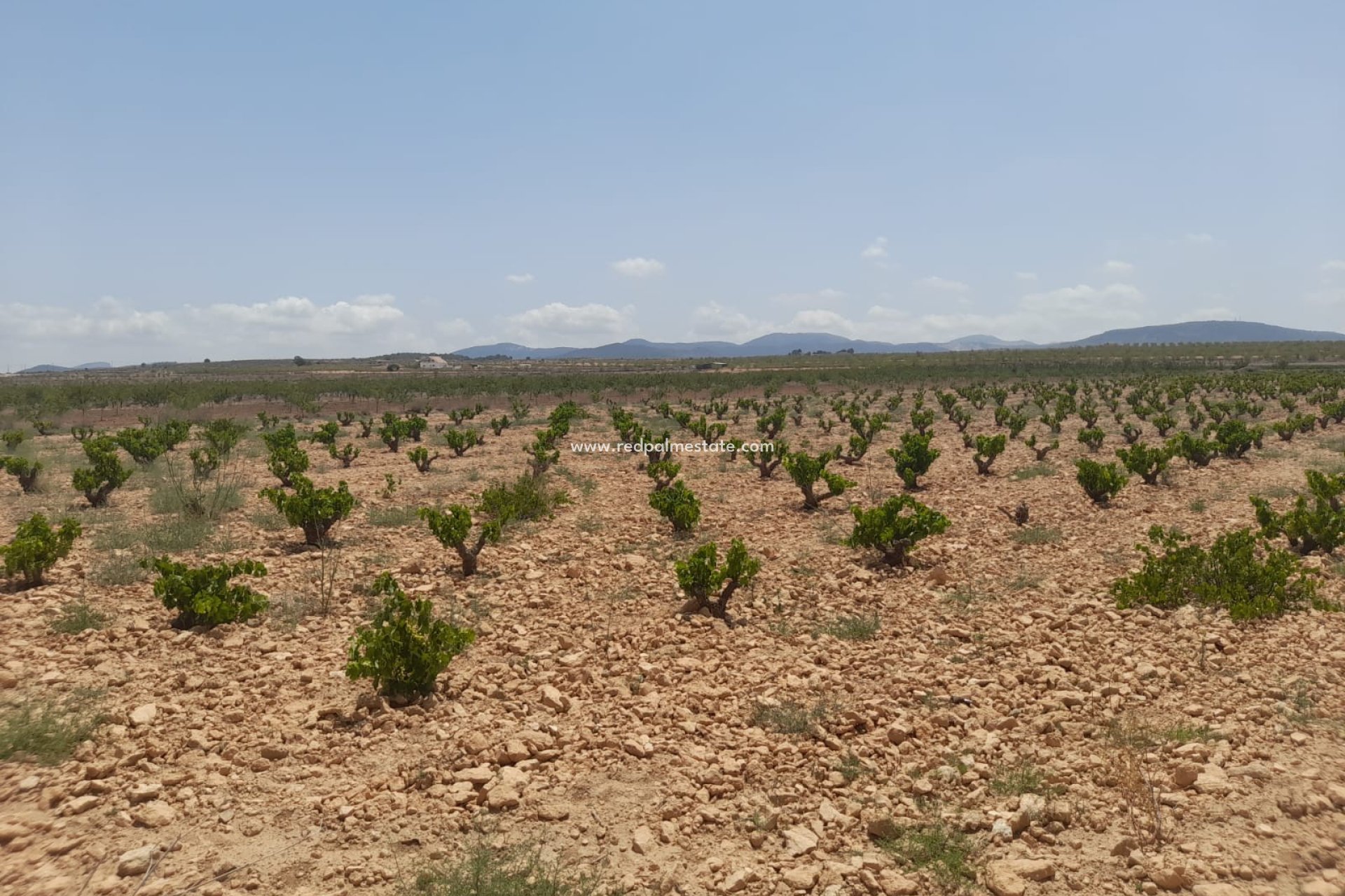 Videresalg - Plott -
Pinoso - Inland