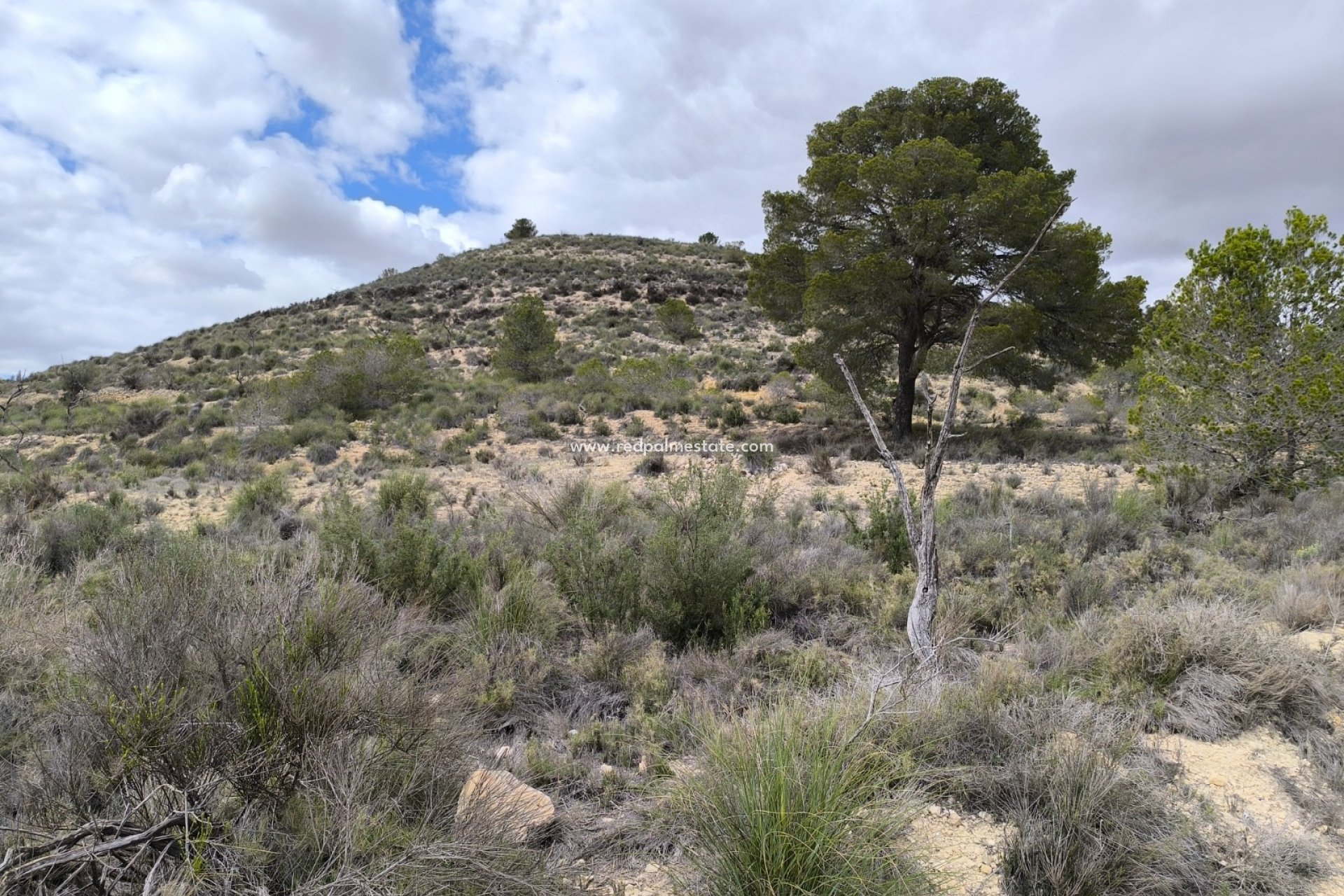 Videresalg - Plott -
Pinoso - Inland